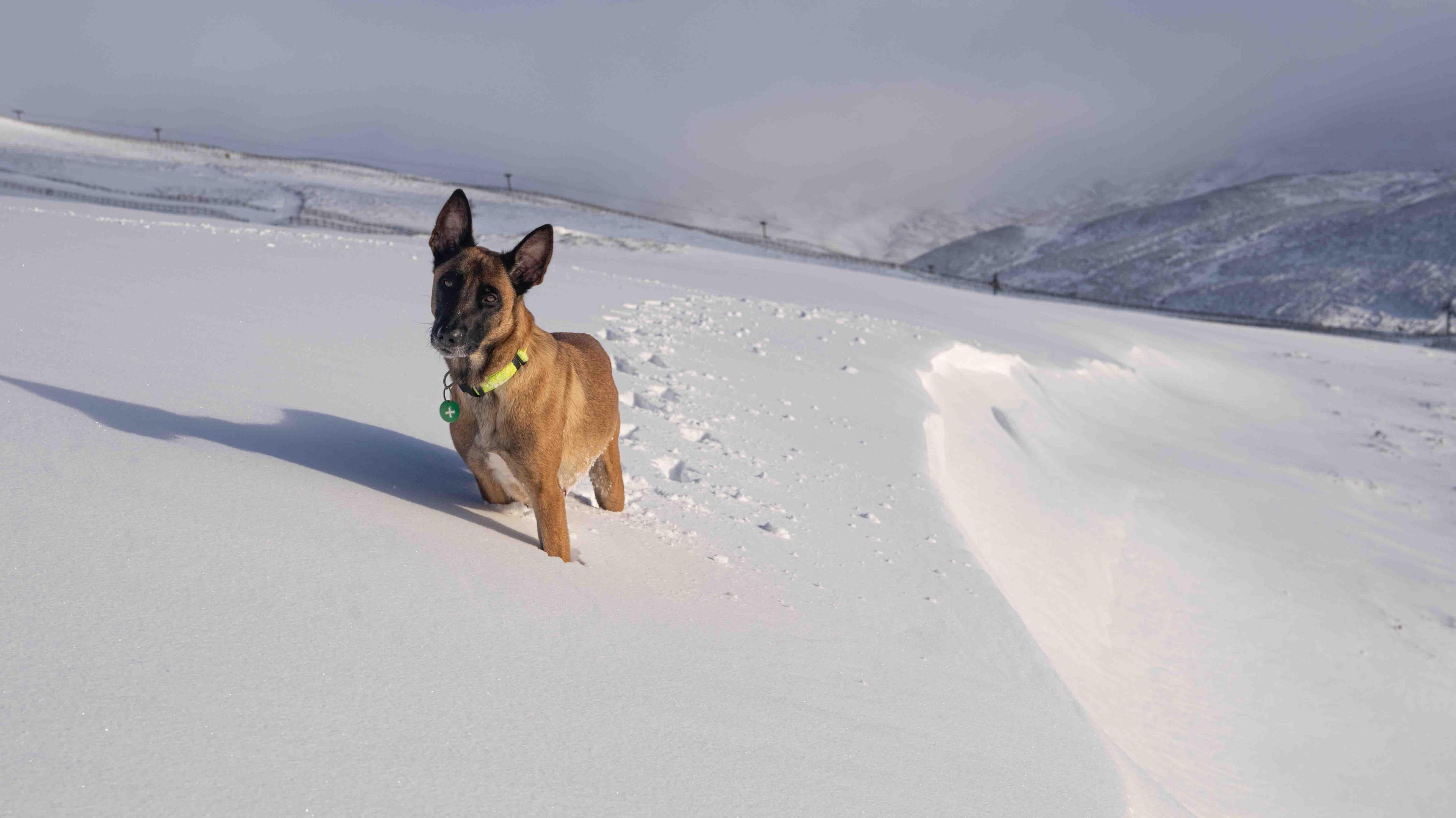 An avalanche forecaster's dog wades through a drift of snow. The tan coloured dog is looking at the camera and is wearing a bright yellow collar. There are mountains in low cloud in the background.