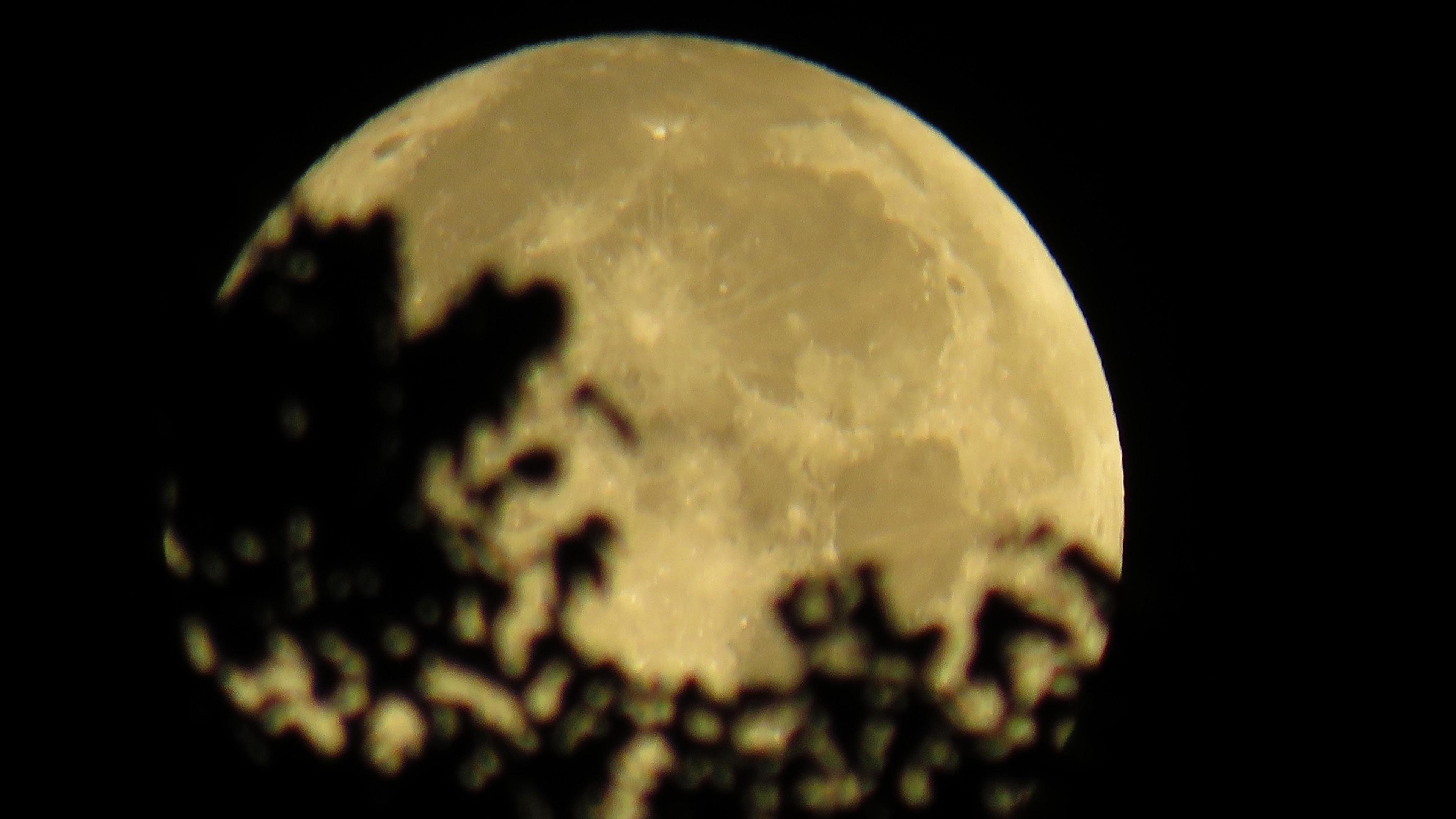 A yellow Moon fills the picture with a silhouette of tree leaves