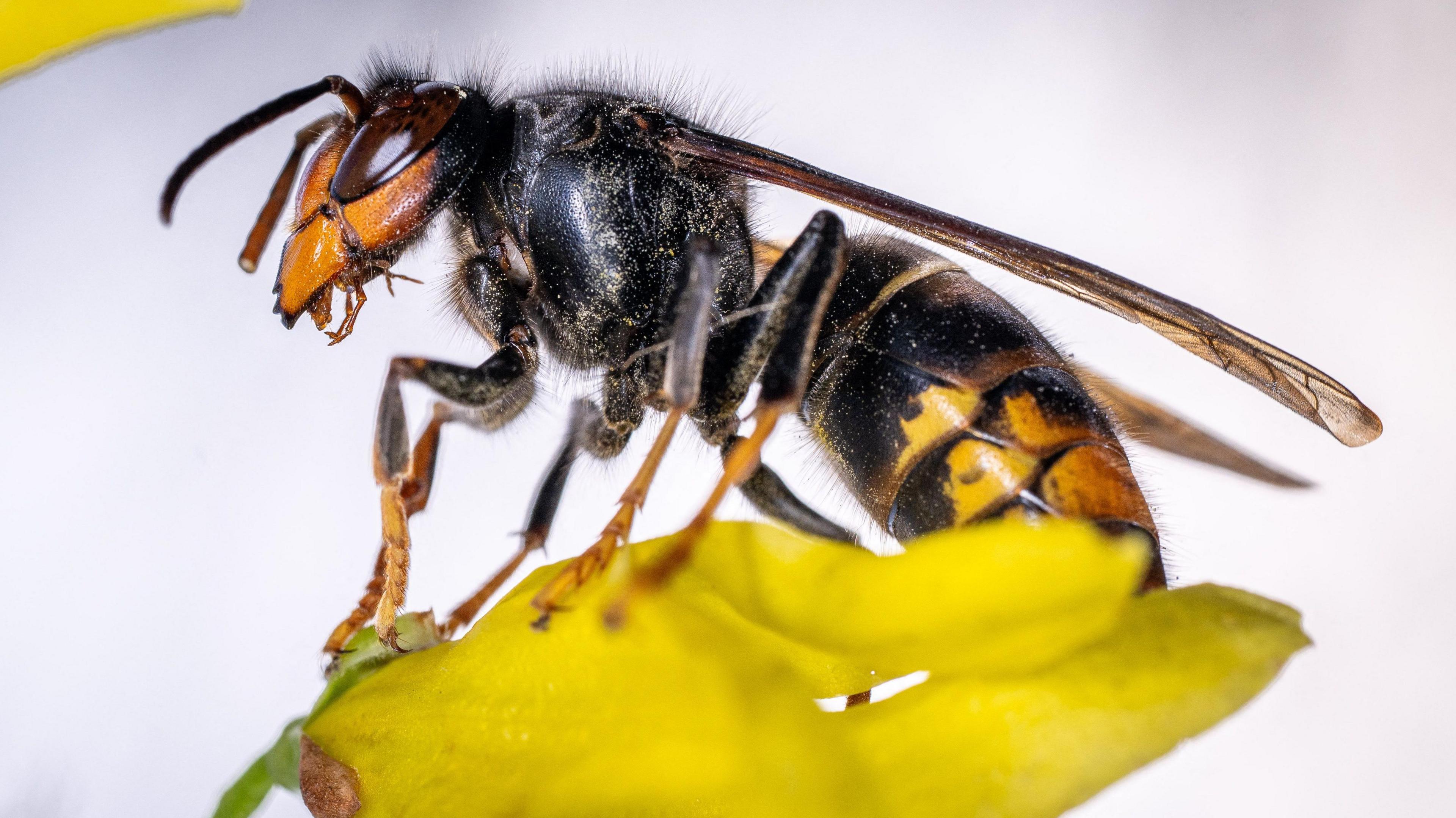 A close-up of an Asian hornet sitting on a yellow petal. It has an orange face, large brown eyes, yellow legs and a black abdomen with yellow stripe.