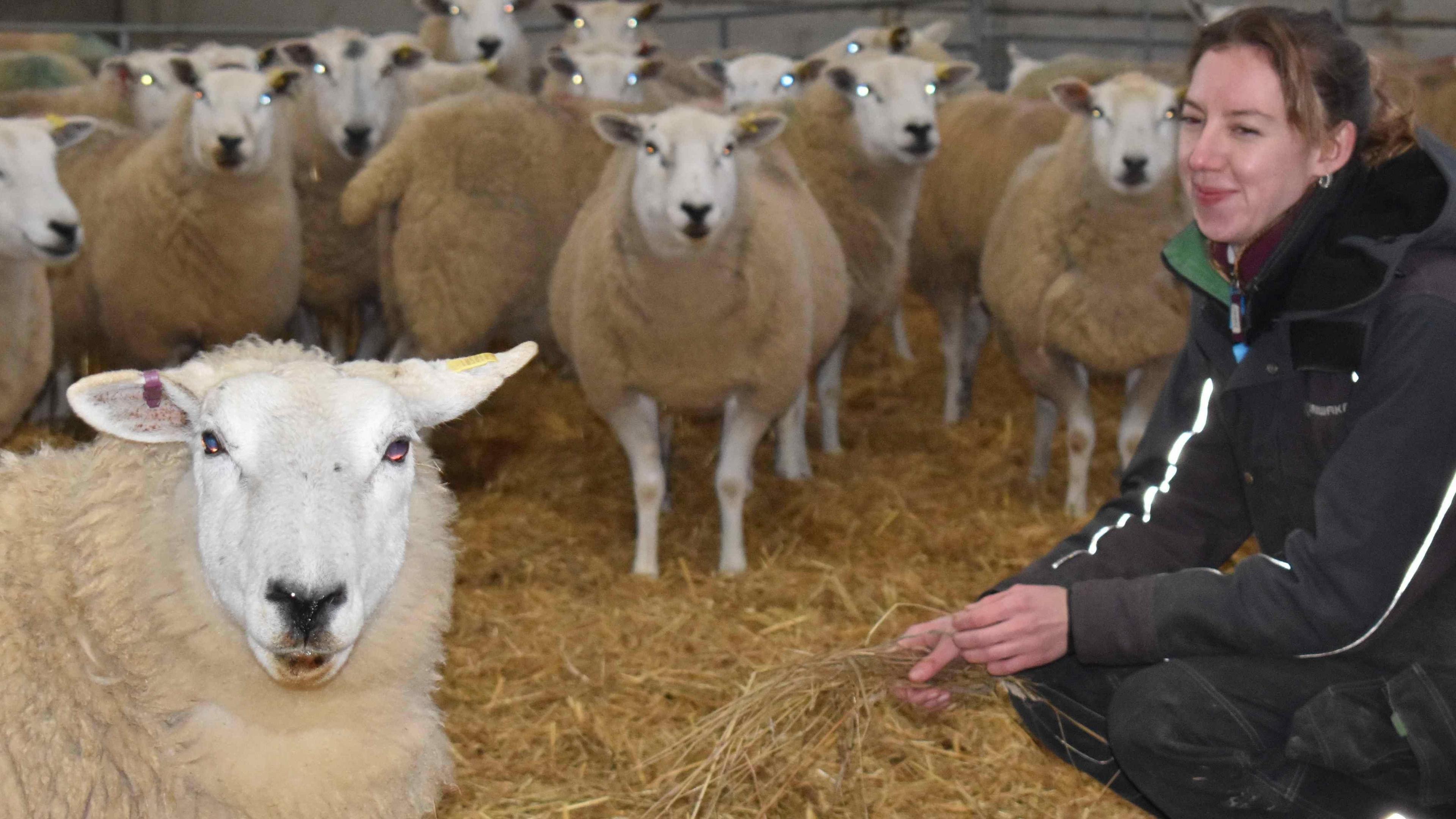 Enya in a black coat with white piping on the sleeves crouches down in the straw surrounded by sheep who are all staring at the camera