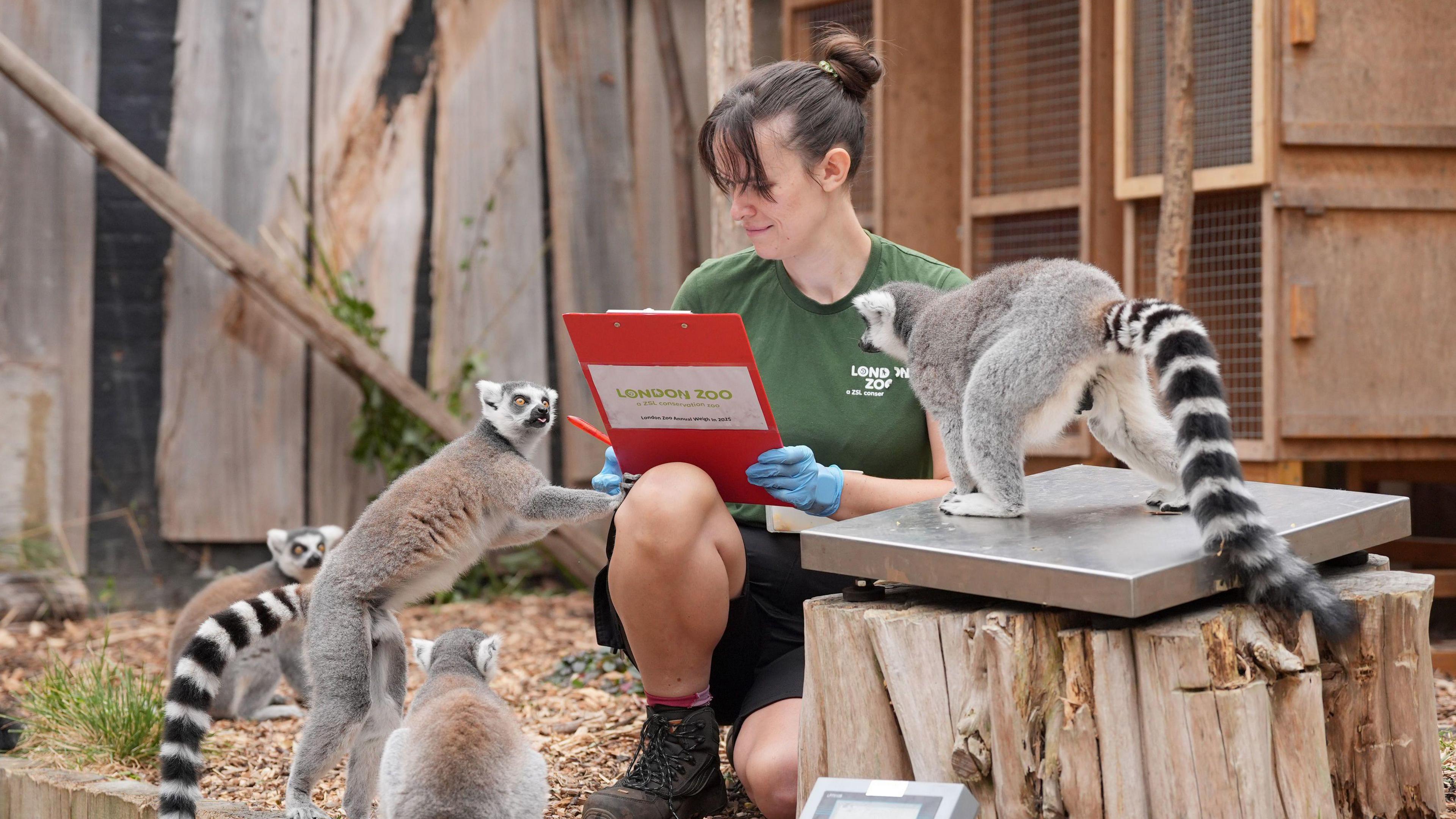 Ring-tailed lemurs gathering around a keeper while being weighed.