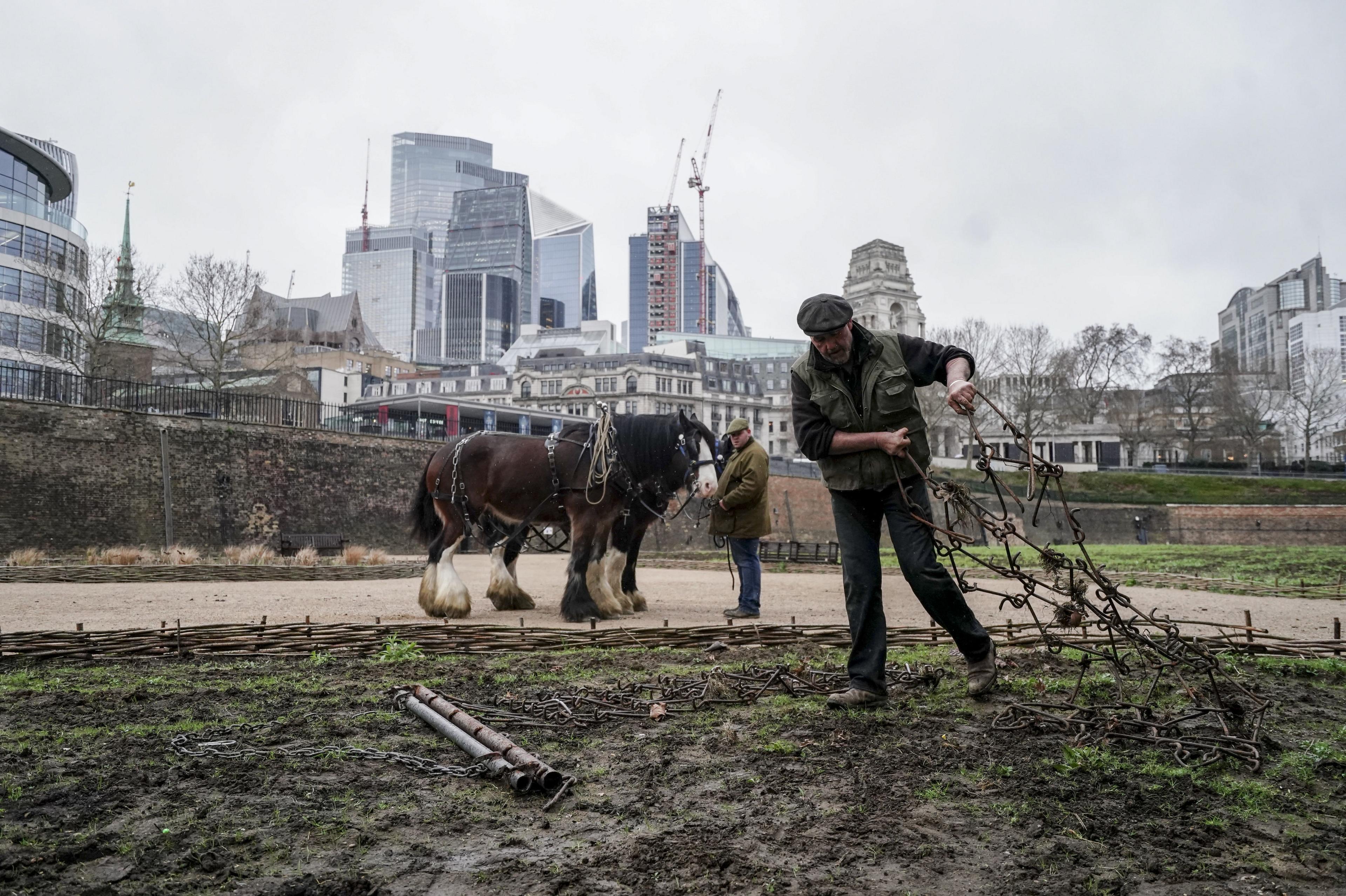 Shire horses called William and Joey watch as a man rearranges the frame they use to plough the ground outside the Tower of London against the backdrop of tall buildings of the City of London