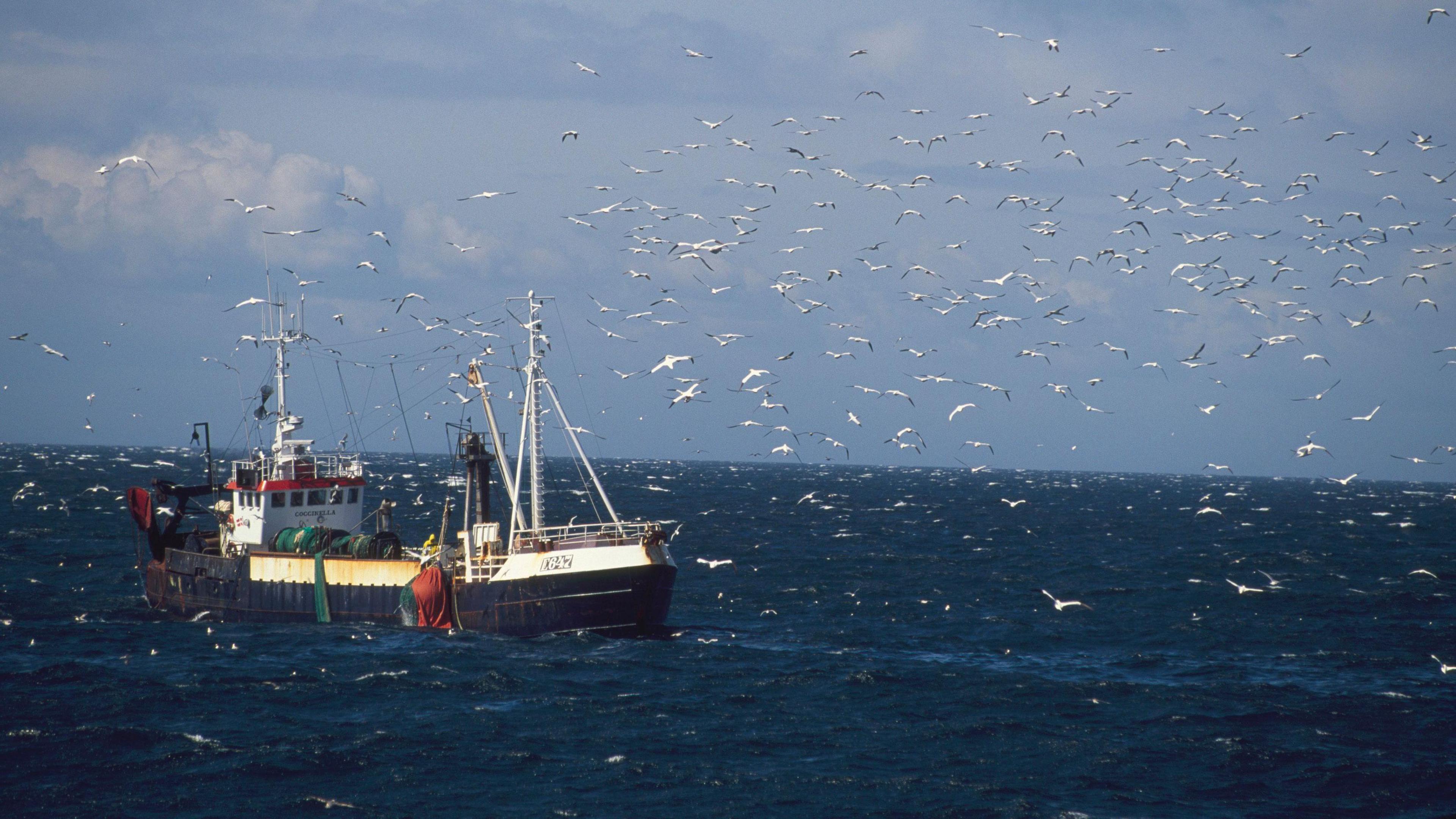 A Danish trawler fishing for sandeels in the North Sea