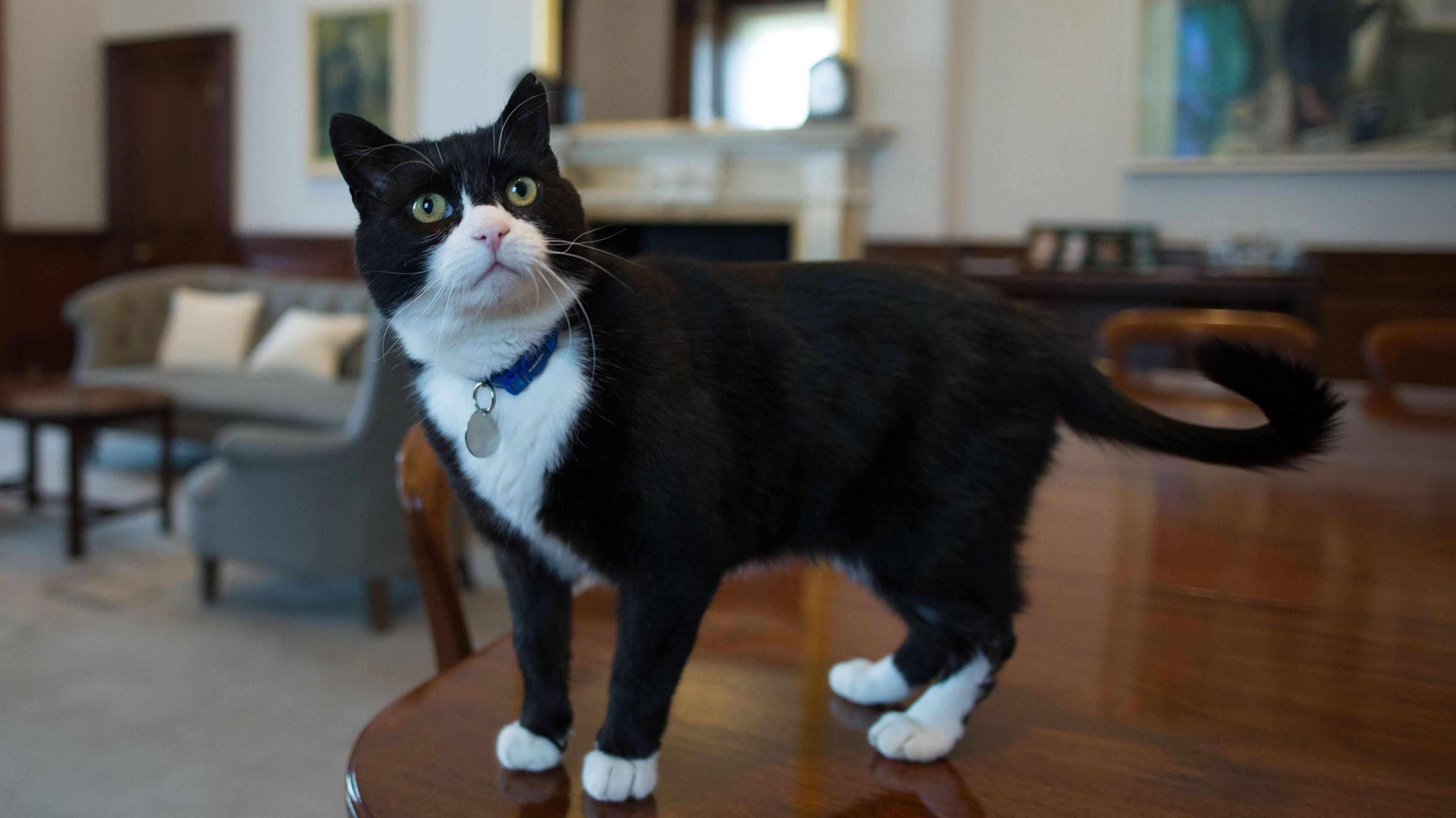 Palmerston the cat standing on a table in the Foreign and Commonwealth Office