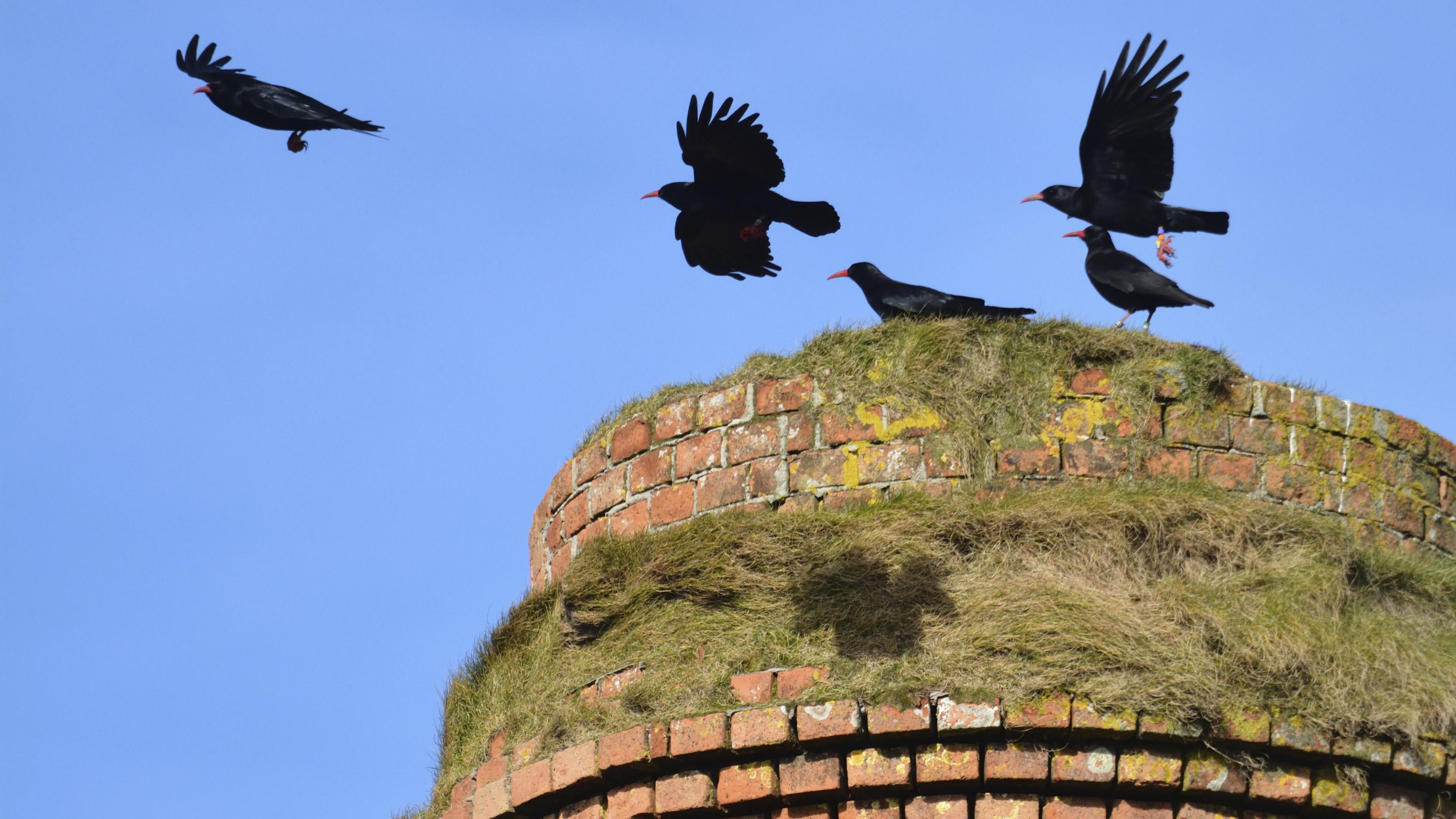 Choughs taking flight from the top of an old mine structure