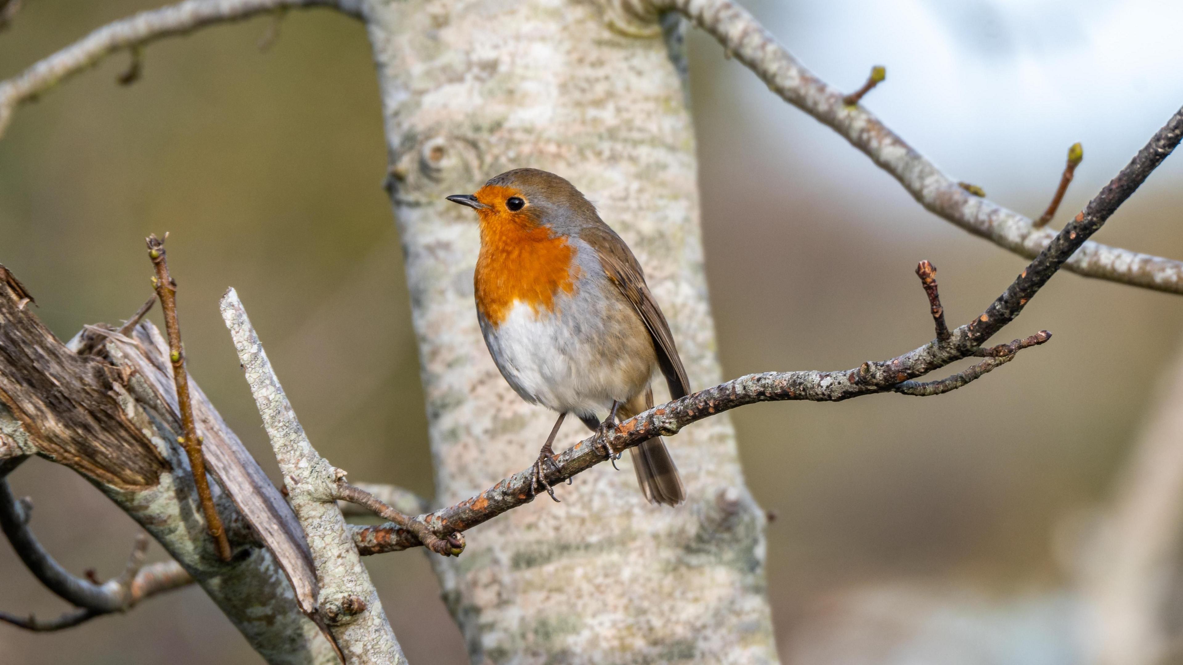 A robin with a red breast and light brown wings and tail sits on top of a branch. The shot captures the robin in profile, with its head turned to the right. A tree trunk is out of focus behind it.