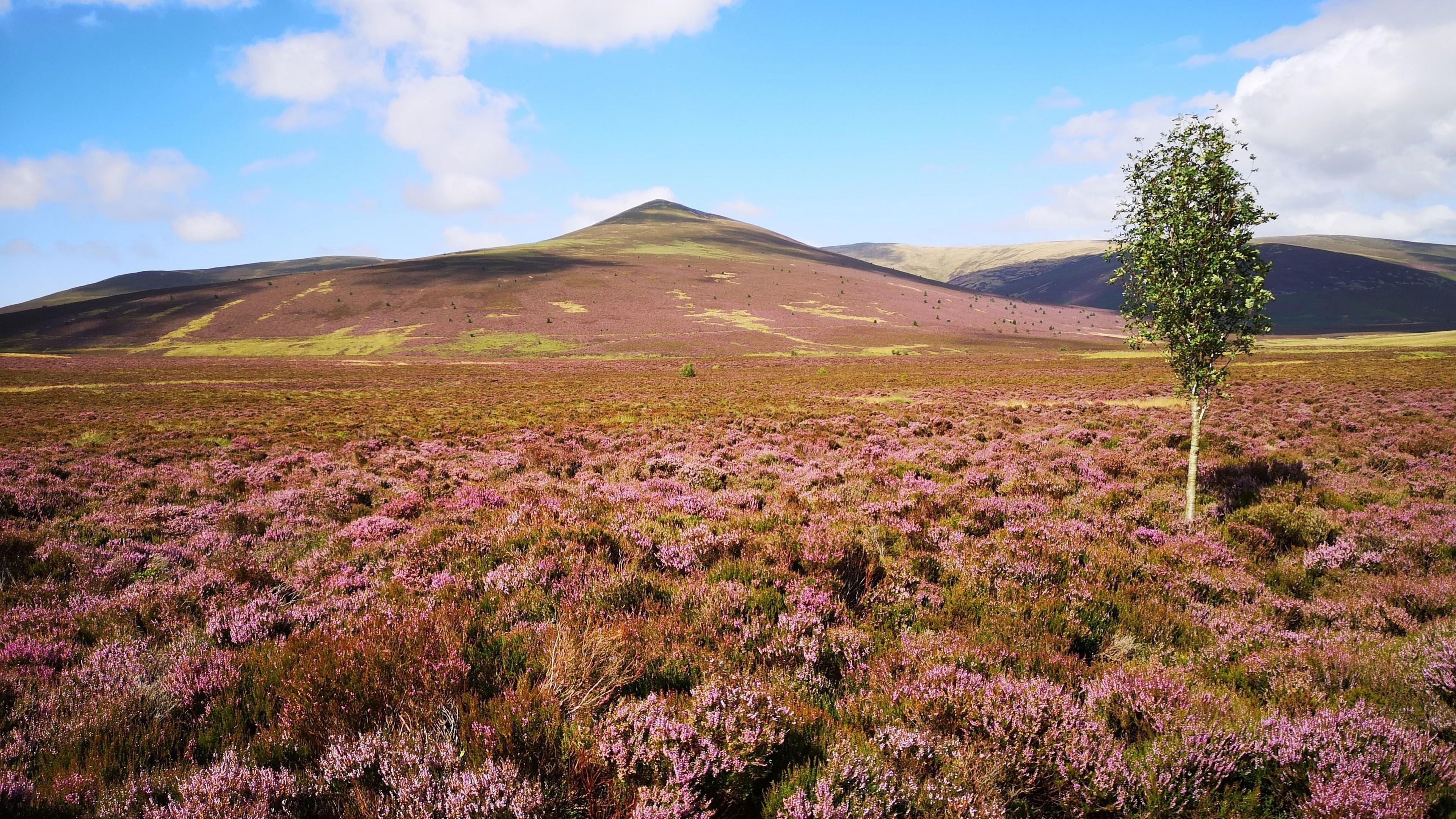 Skiddaw forest