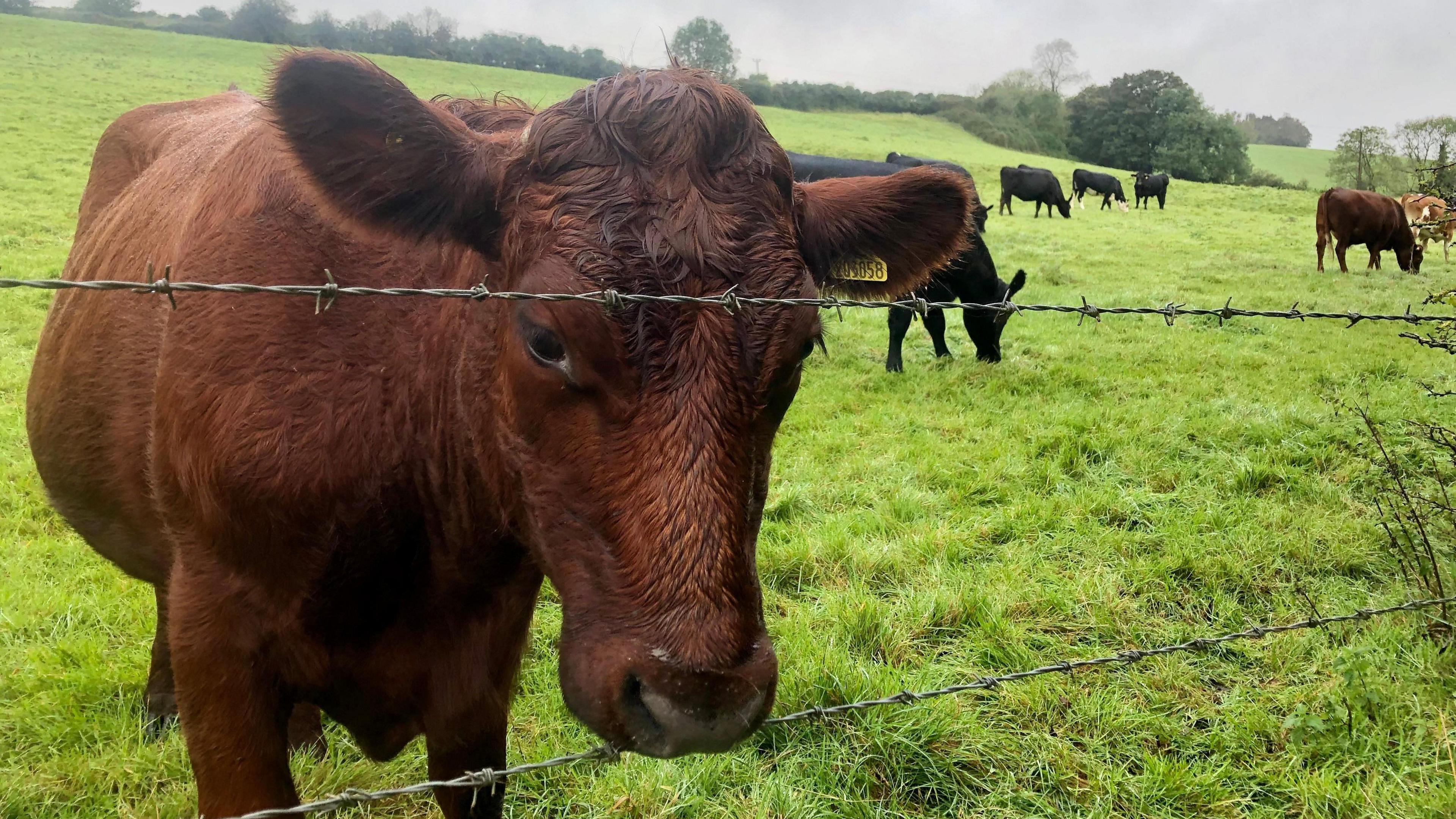 A grassy field of cows. One of them has come up to a barbed wire fence and is looking at the camera fairly close up. The others are in the background mainly eating the grass