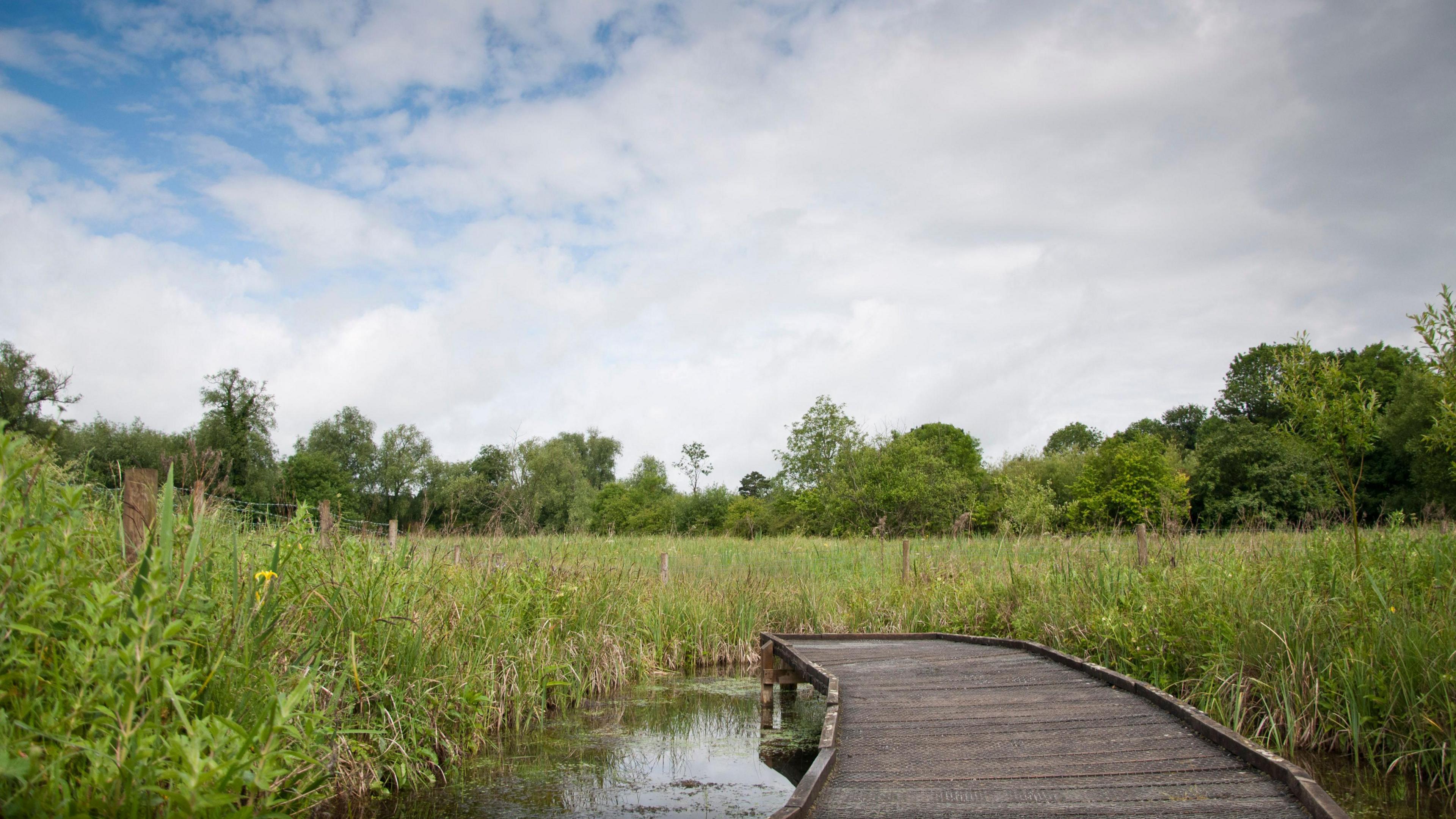 A wooden walkway going into some wetland