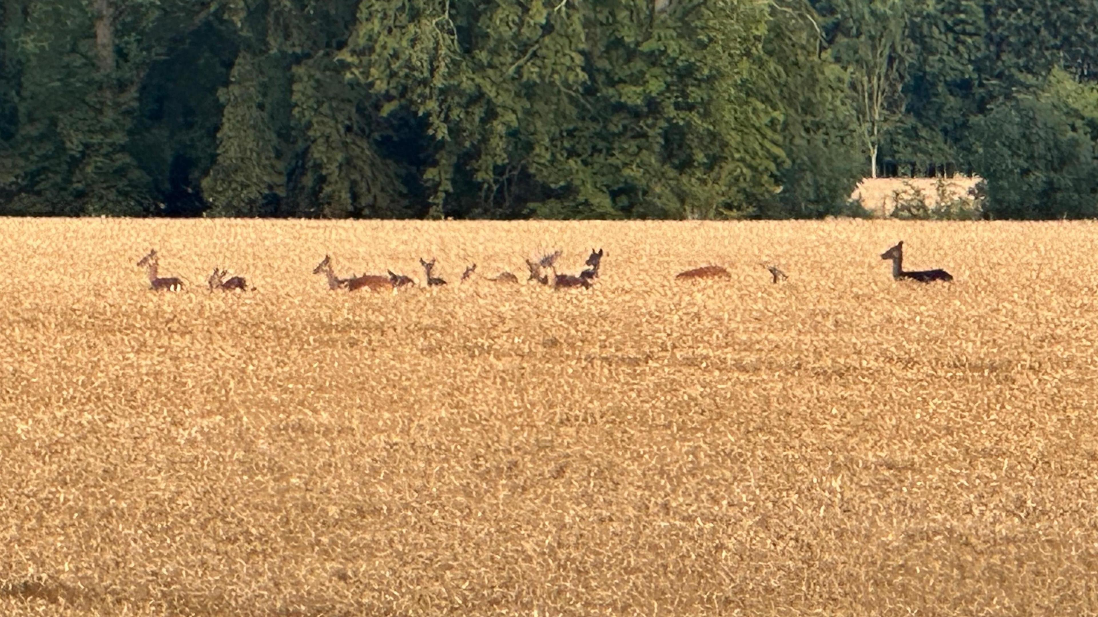 A herd of deer move through a wheat field with a backdrop of tall green trees behind