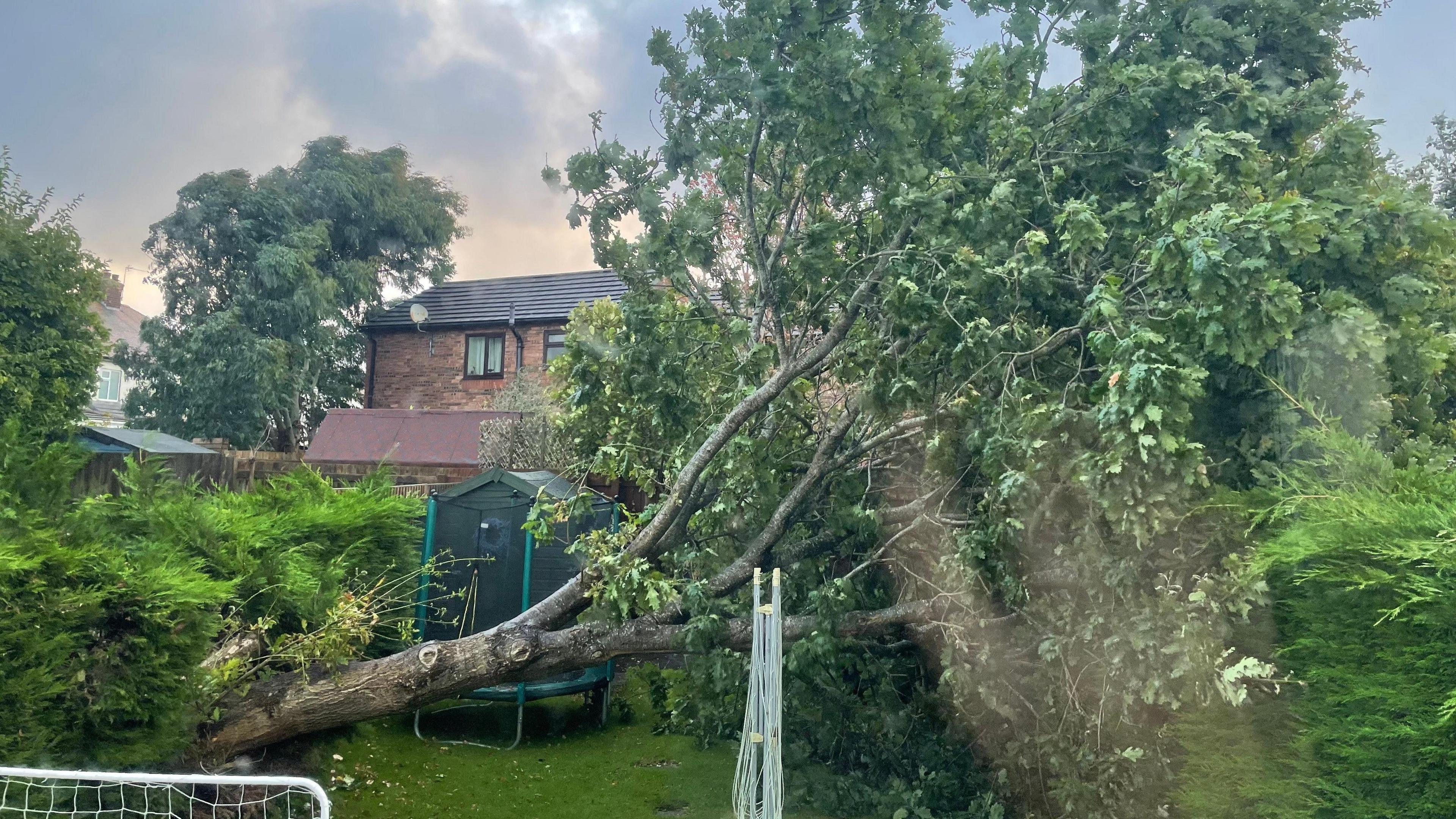 A tree has fallen in a garden, with a mini goal post nearby and a trampoline visible and a house in the background.