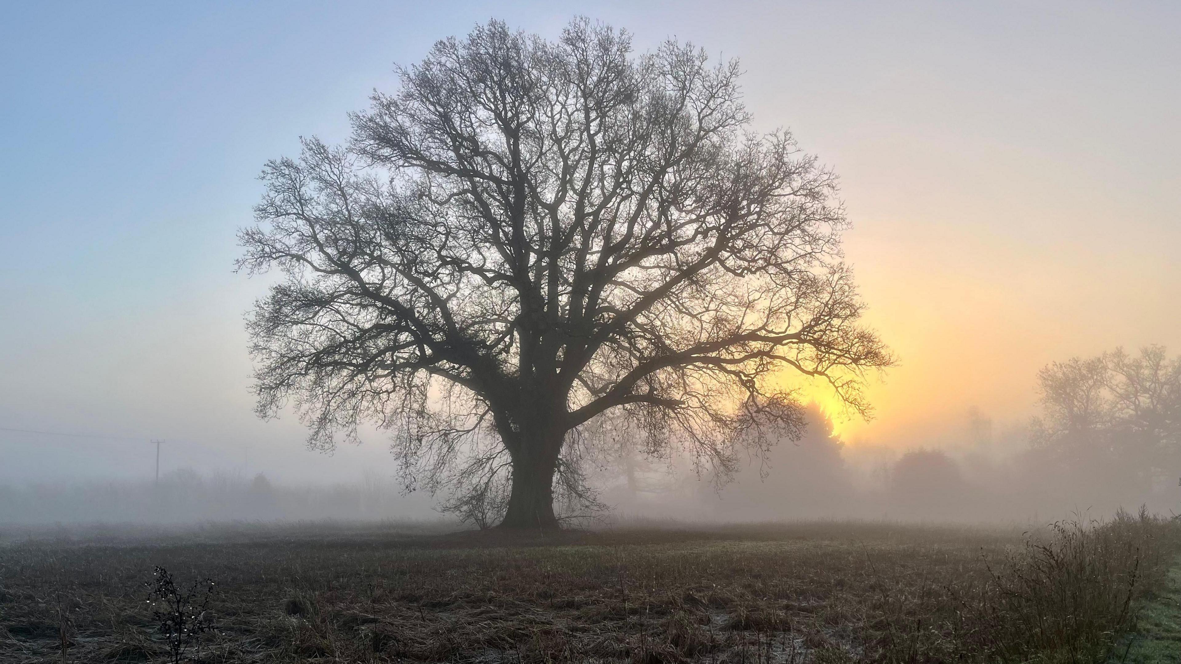A large, bare tree silhoutted by a rising Sun through fog