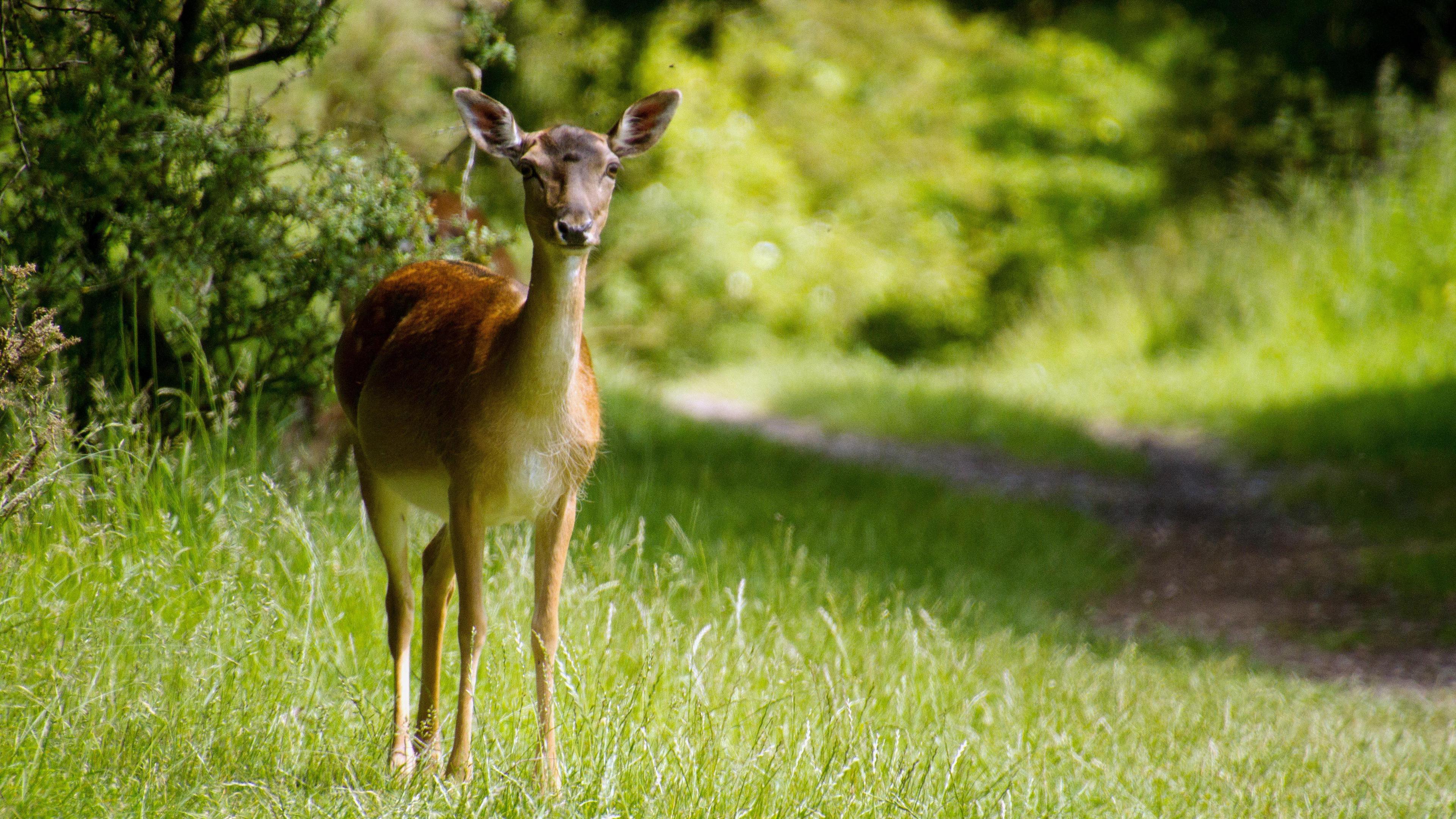 A deer photographed on Cannock Chase. The brown deer is standing in grass on the left-hand side of the photo at an angle, and is looking straight ahead.