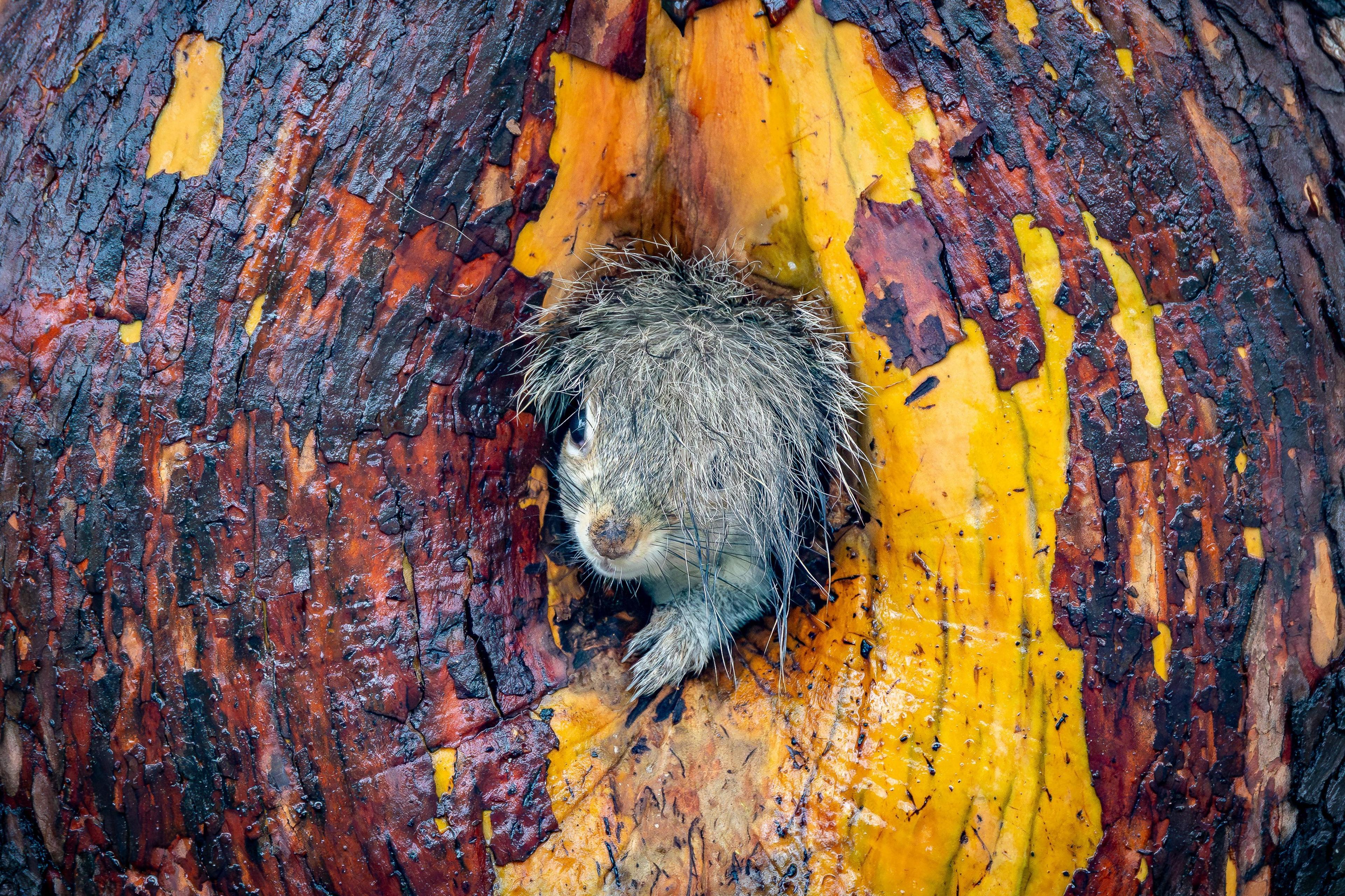 A grey squirrel tucking into a hole in a tree, it's tail is sticking to it's head, making it look like silly hair