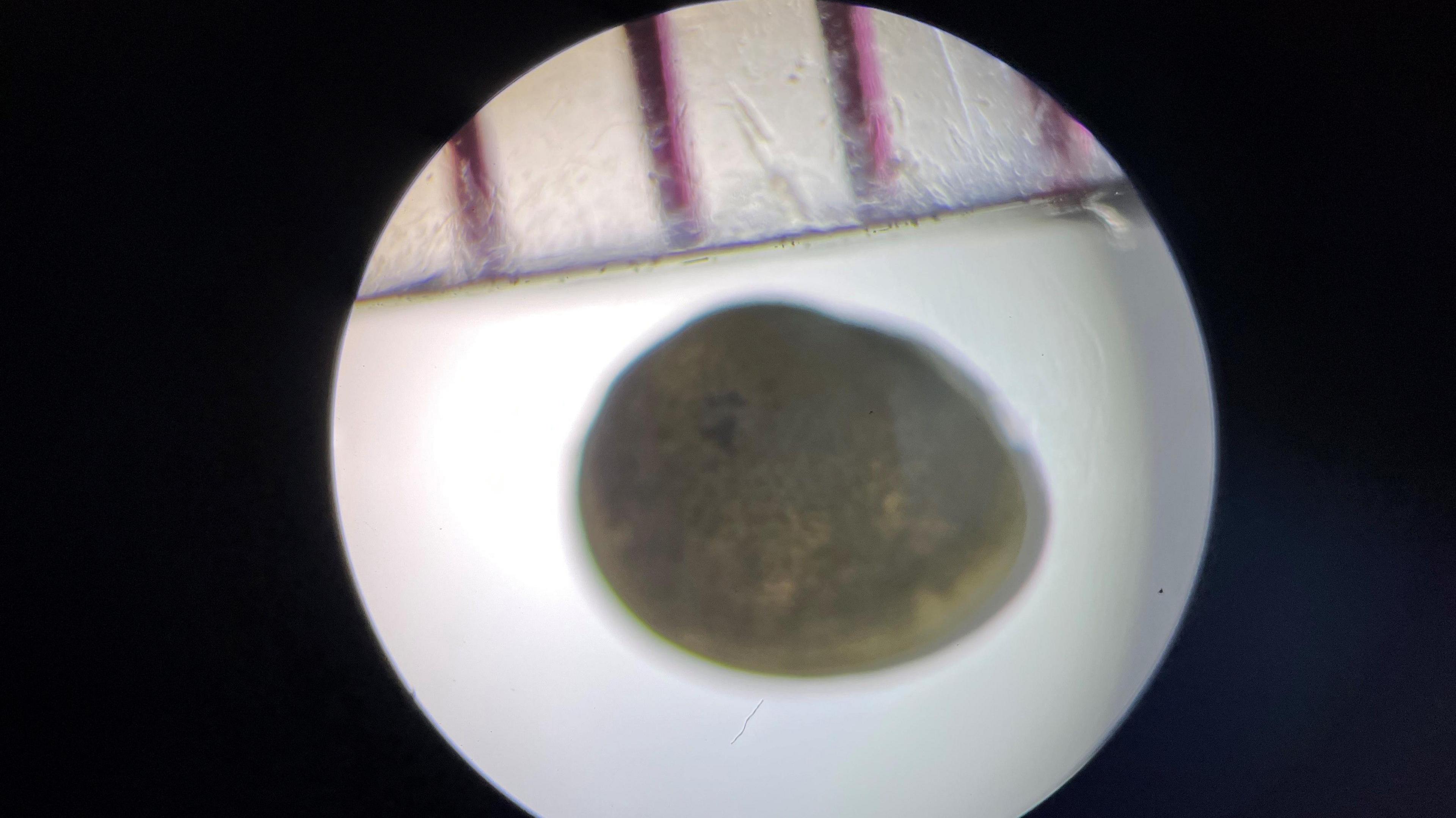 A round white shell with a circular hole in the middle and red lines on top