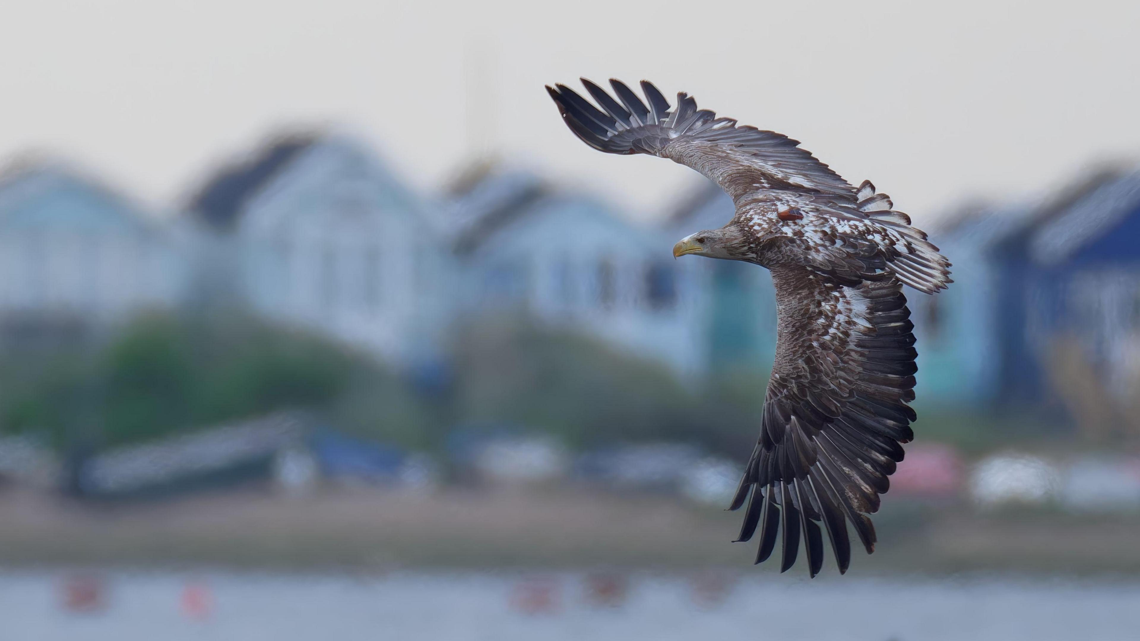 A majestic white-tailed eagle souring through the air with wings outstretched in front of a row of blurred houses in the background. The brown and white feathers of it's wings are captured delightfully.