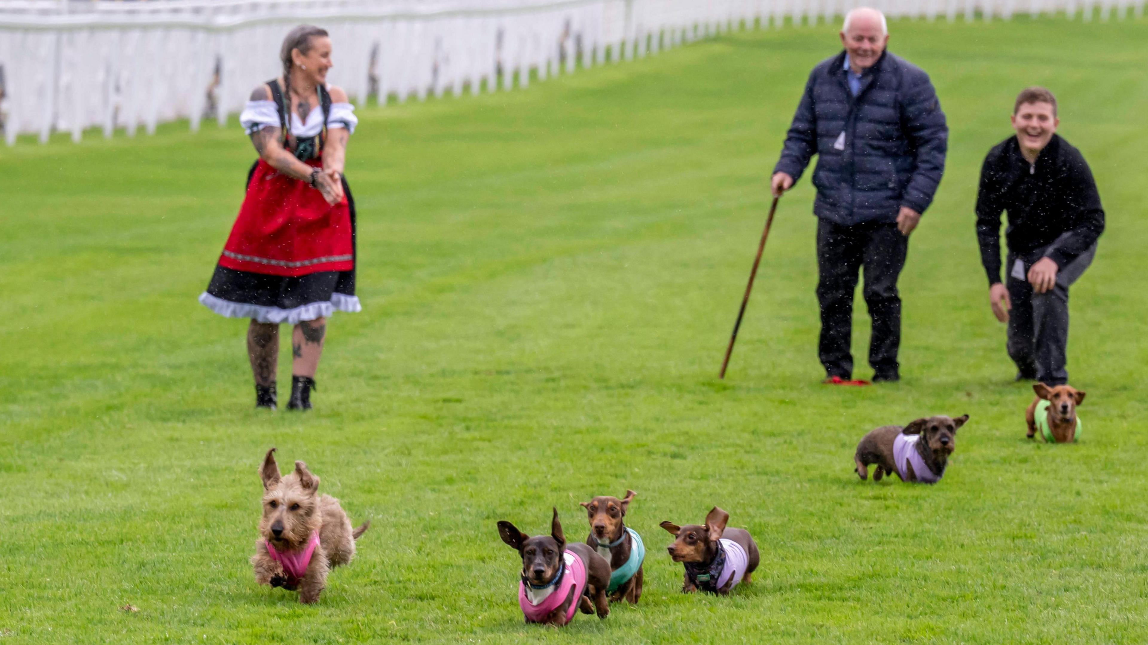 Dachshunds run on Chester racecourse watched by an elderly man with white hair and a stick, a teenage boy with black bomber jacket and jeans and a blonde haired woman with pigtails and a Bavarian barmaid's outfit.