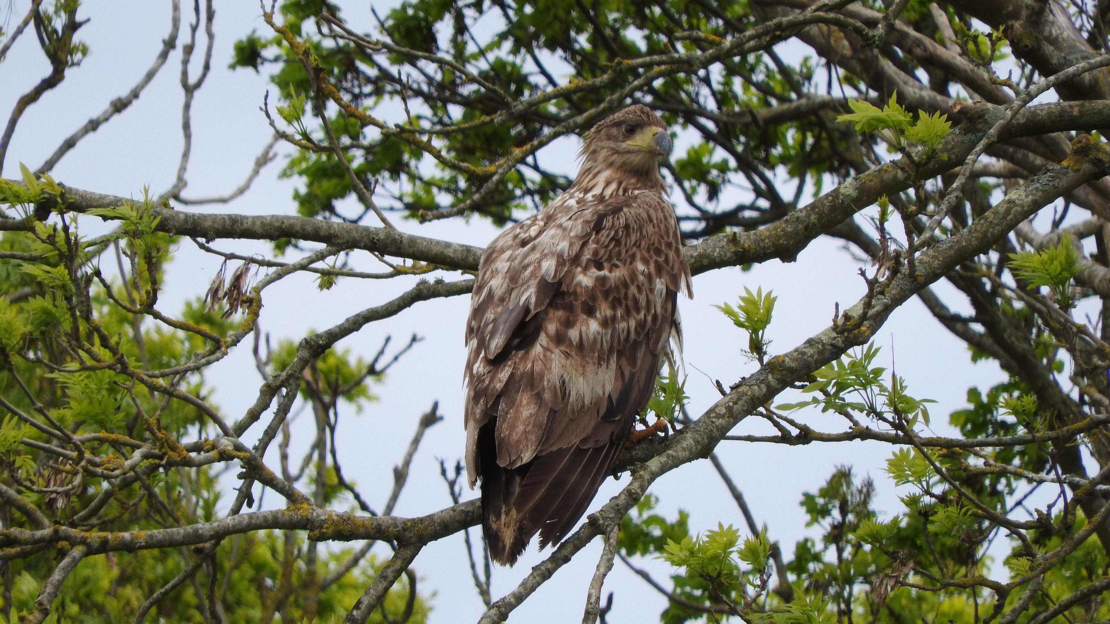 A White-tailed Eagle is sitting on a branch. 