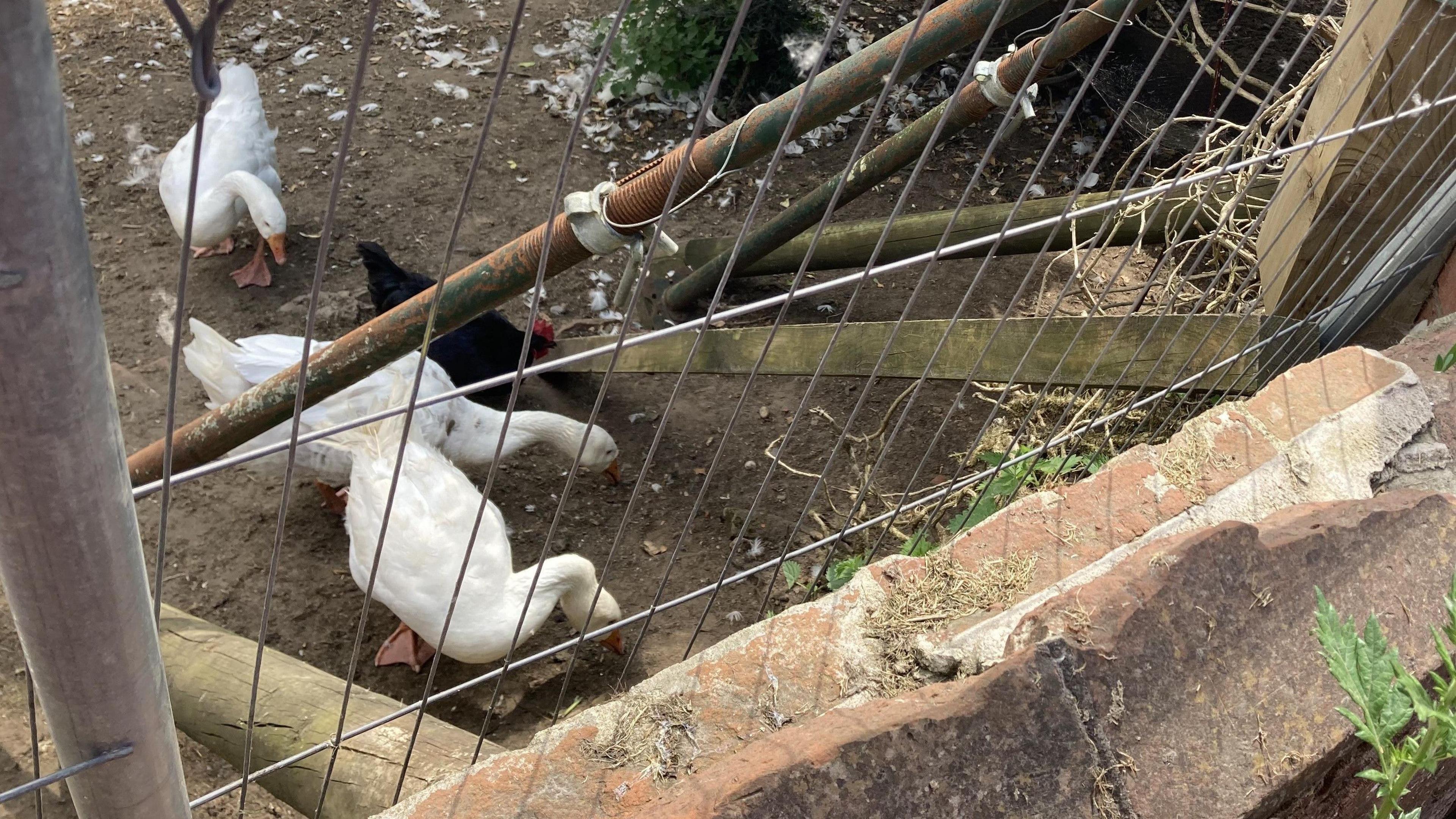 Geese below the bridge