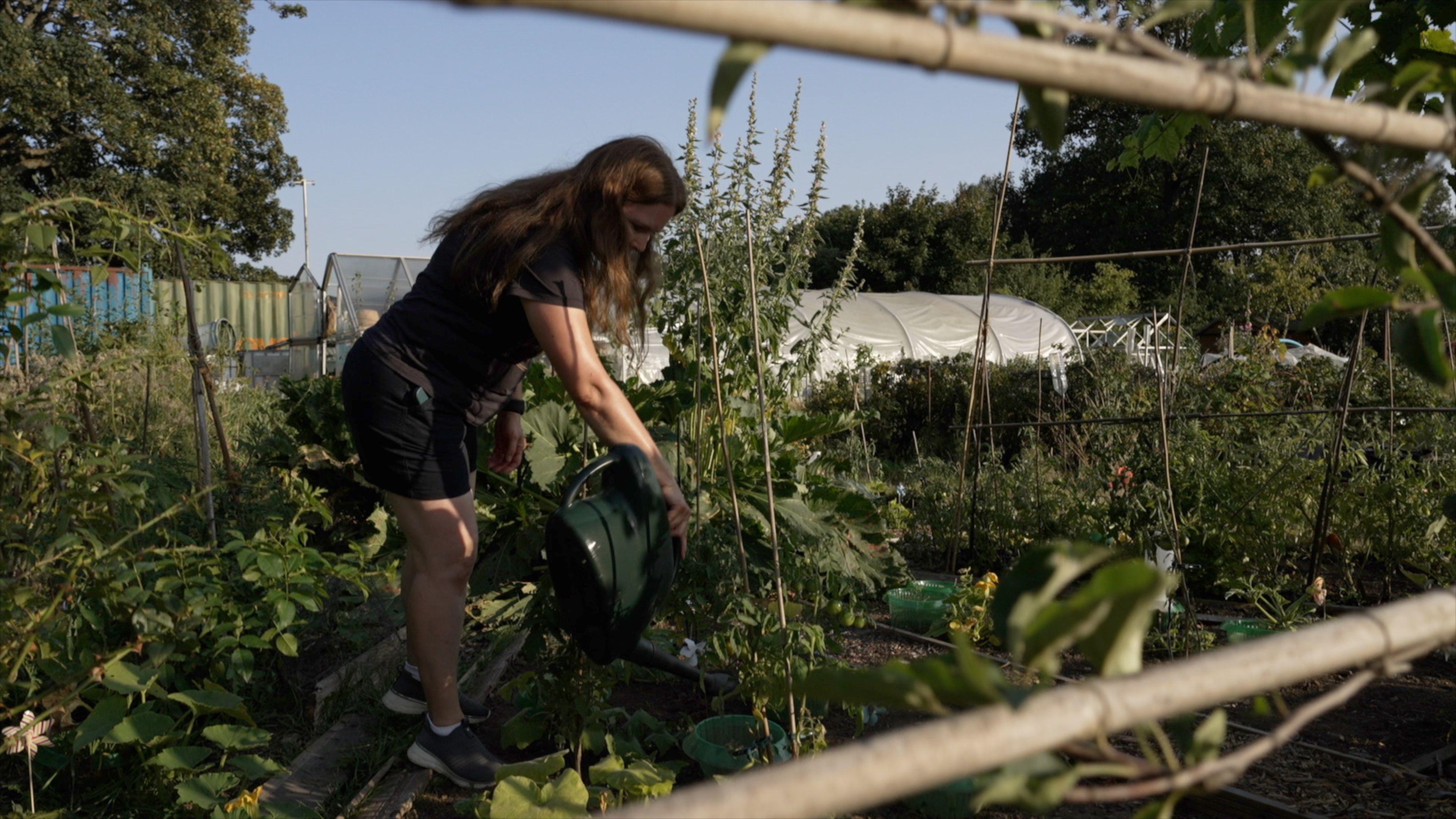 A woman wearing shorts and t-shirt waters plants in an allotment in Cardiff.