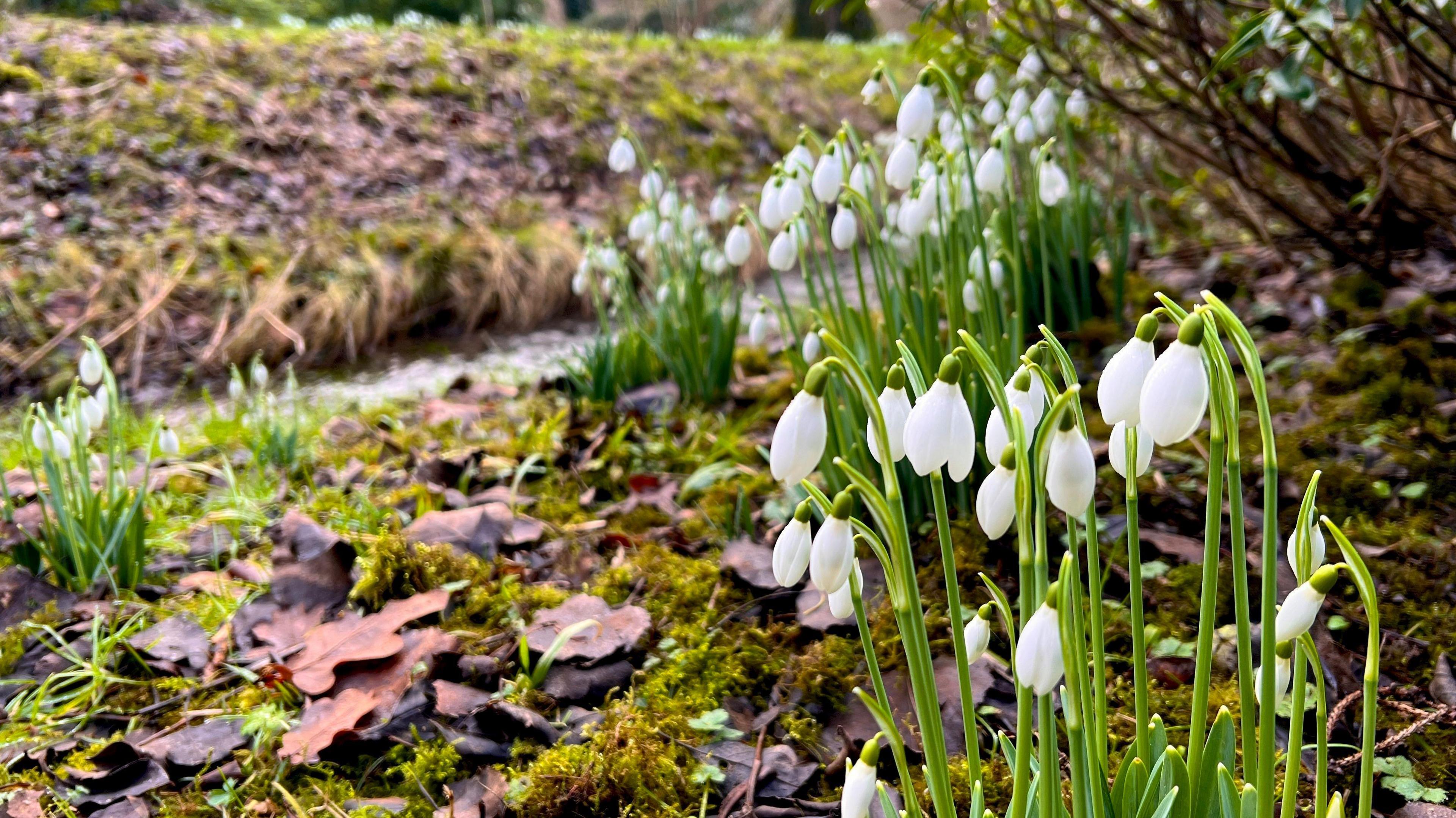 A clump of dainty white snowdrops on tall green stems have sprouted beside a stream