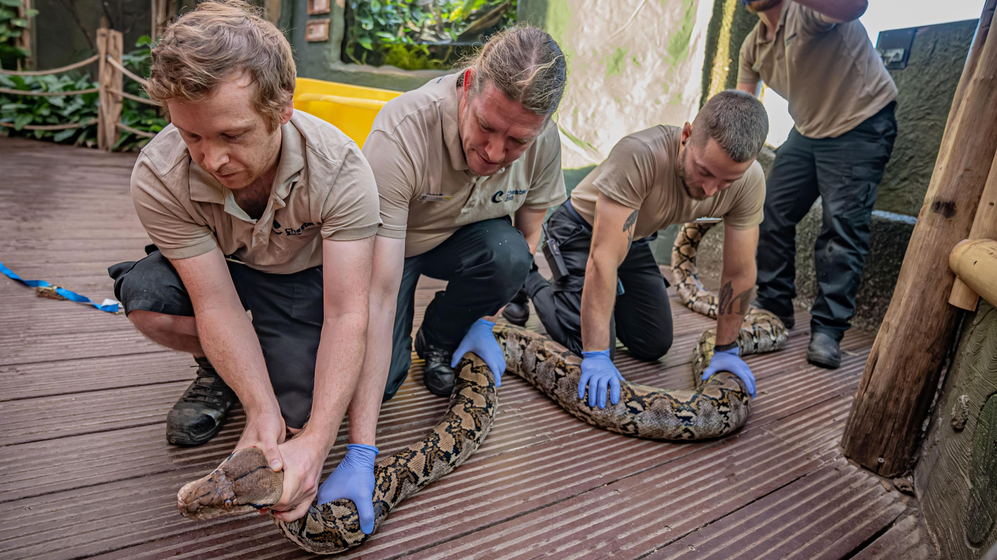 The 4m (15ft) snake is being held on the floor by four zoo rangers outside of its enclosure.