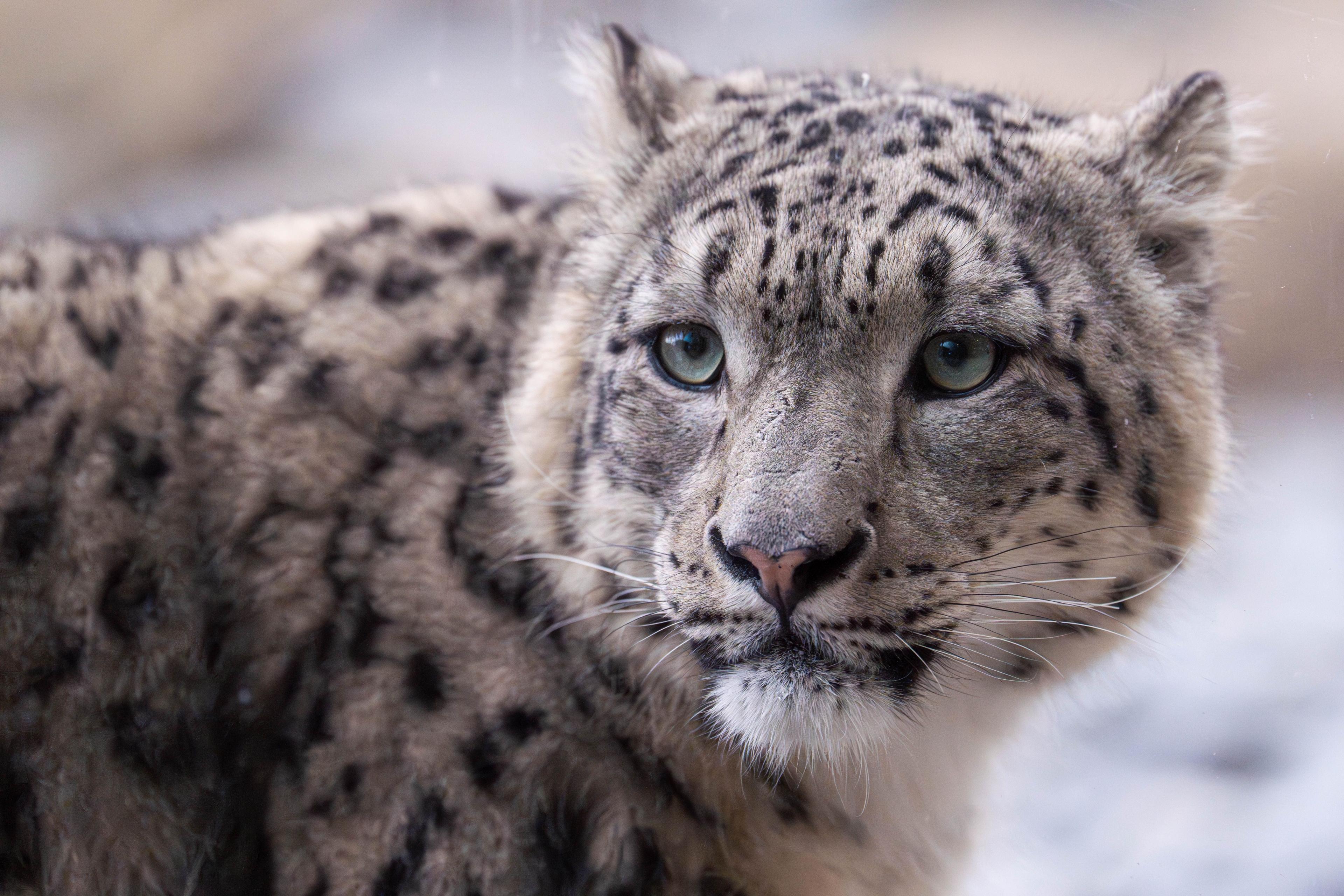 Close-up of snow leopard's head and upper body