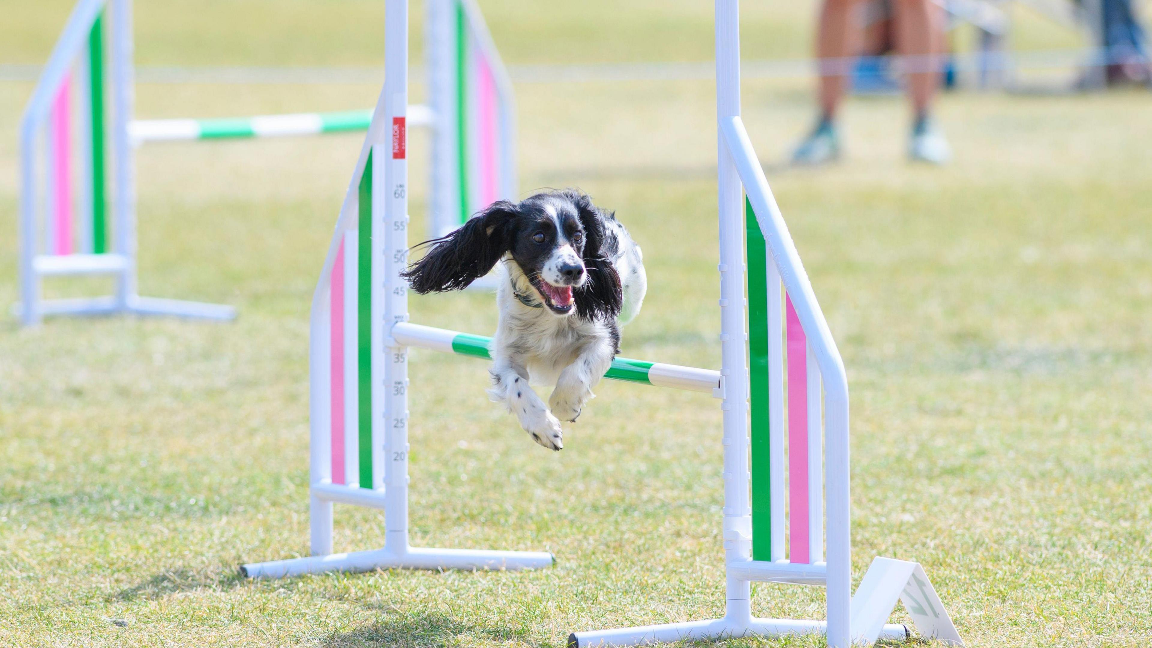 Dog jumping over hurdle in agility test