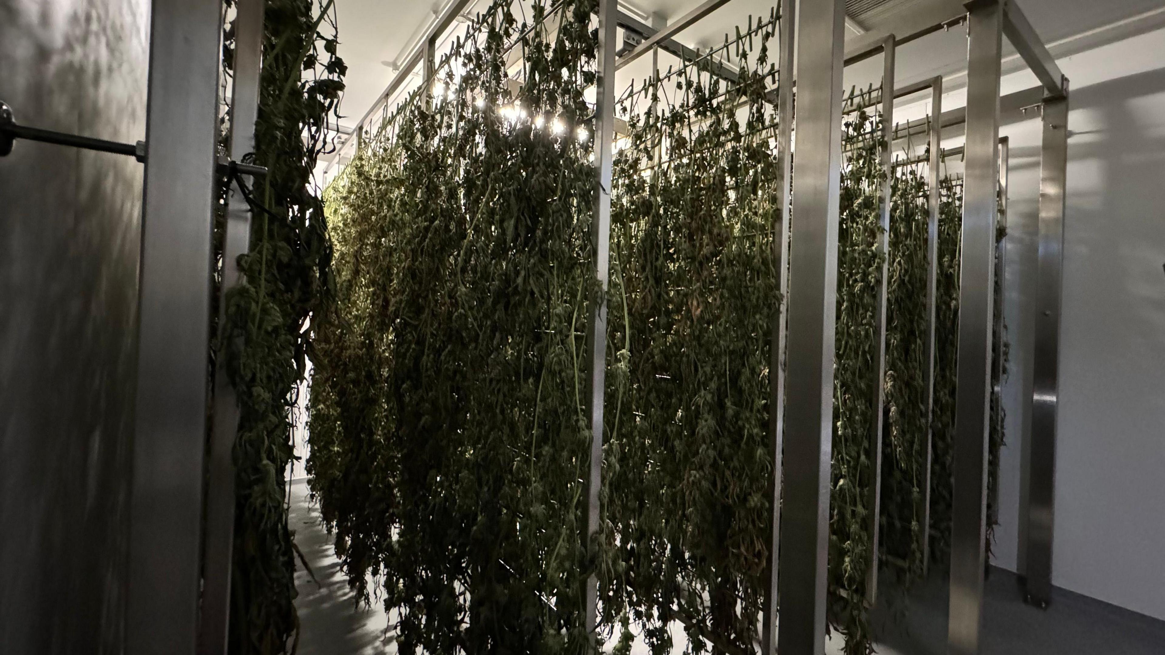 Cannabis drying room