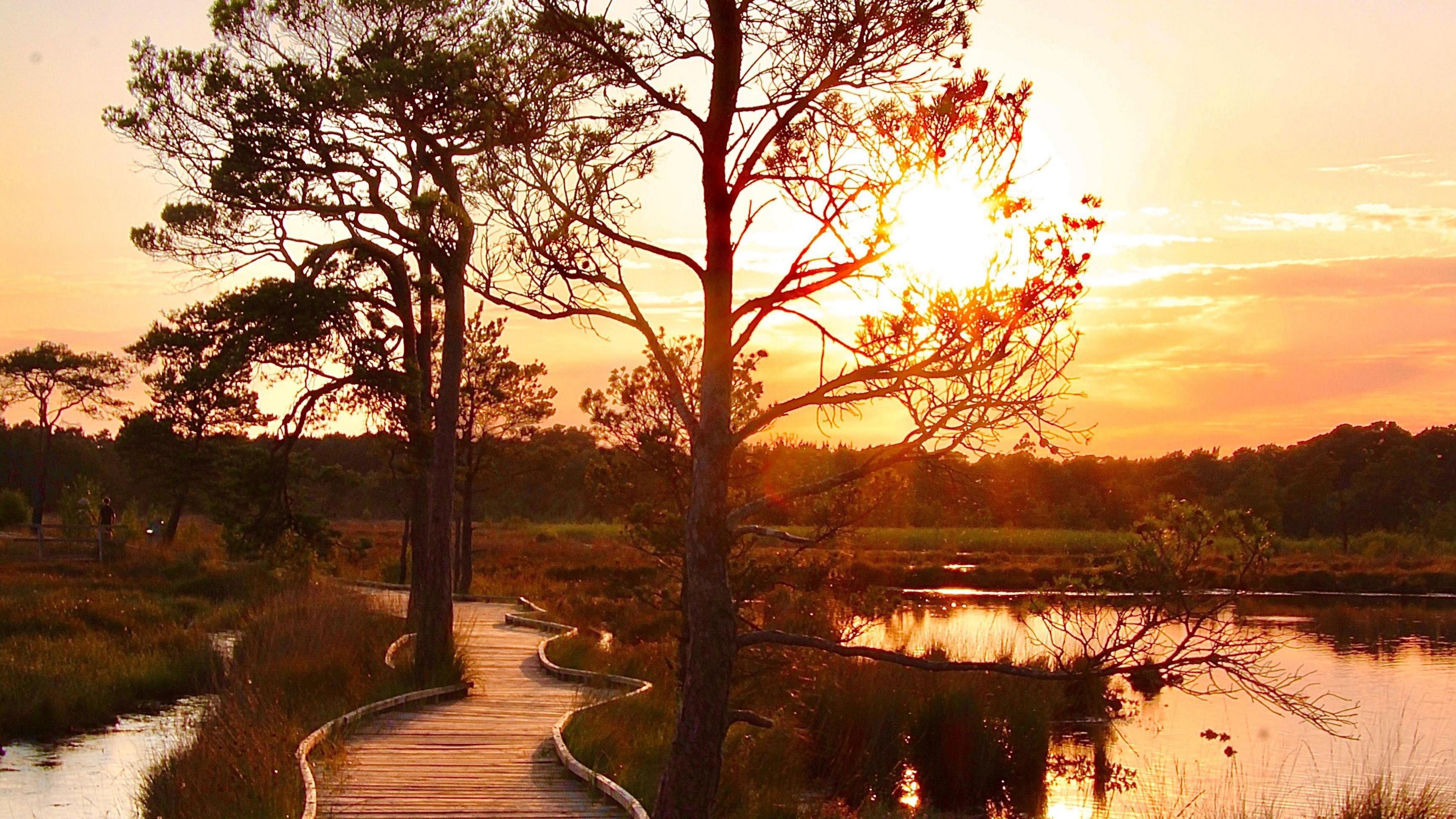 The image is a sunset image of Thursley Common boardwalk. Trees are silhouetted against an orange sky. To the left of the image is a wooden boardwalk with water either side. 