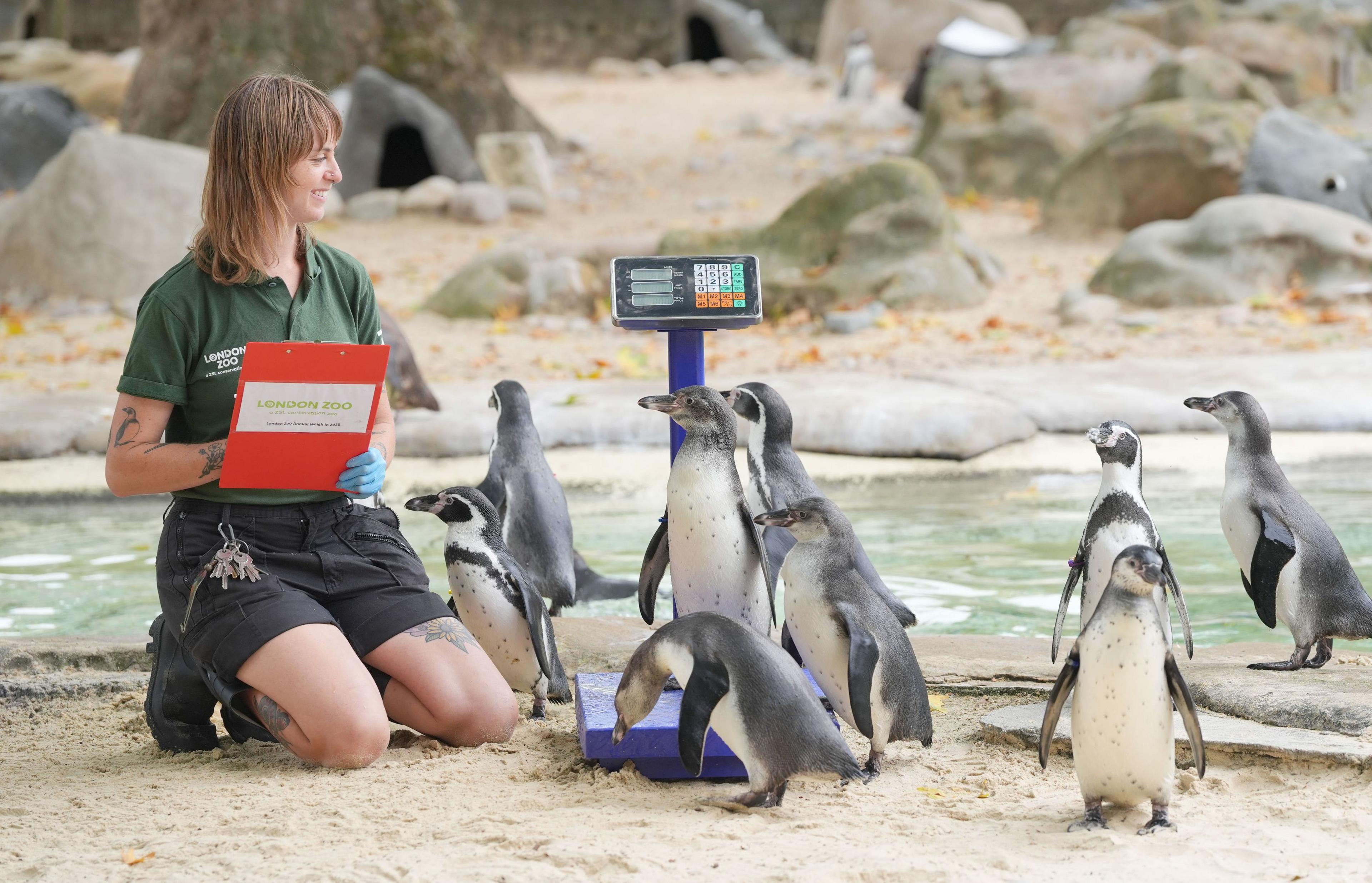 Humboldt penguins being weighed.