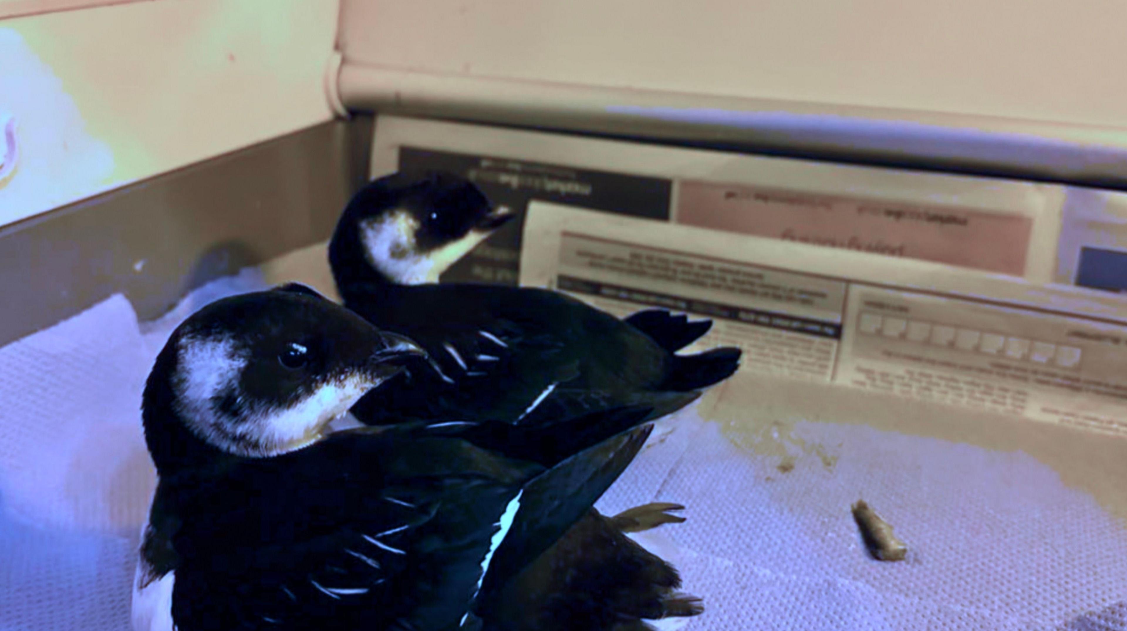 Two black and white birds are sitting on pieces of paper in a plastic container . They are both looking at the camera. 