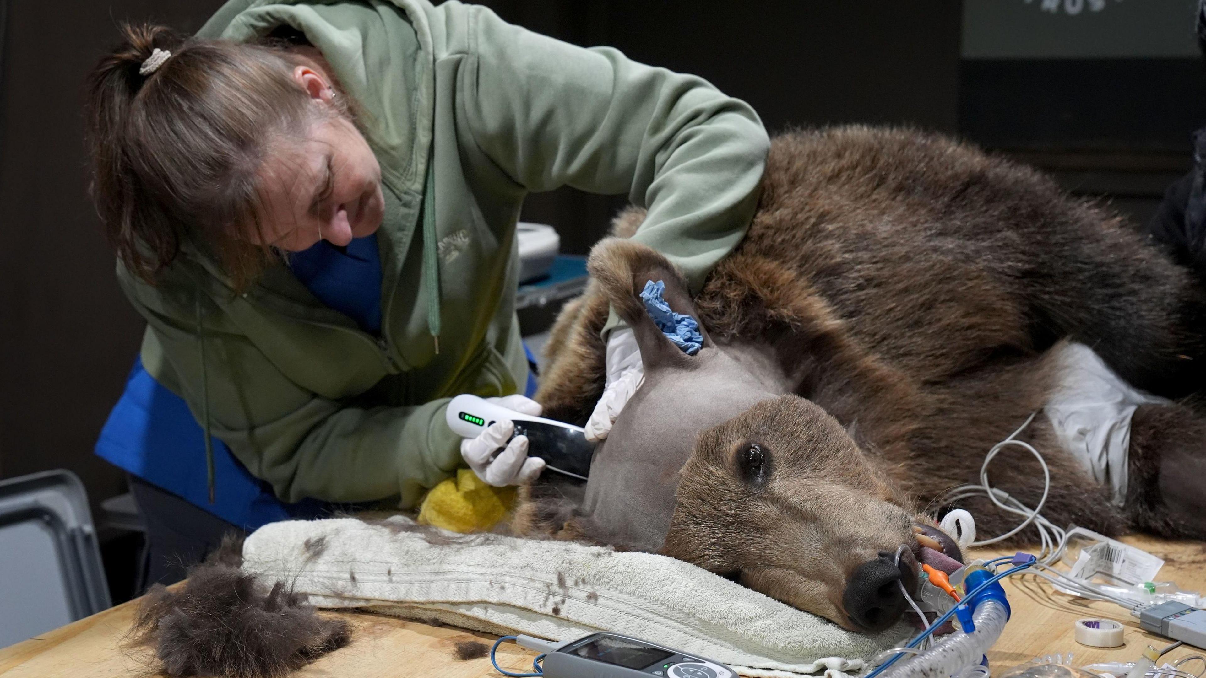 Boki the bear on the operating table