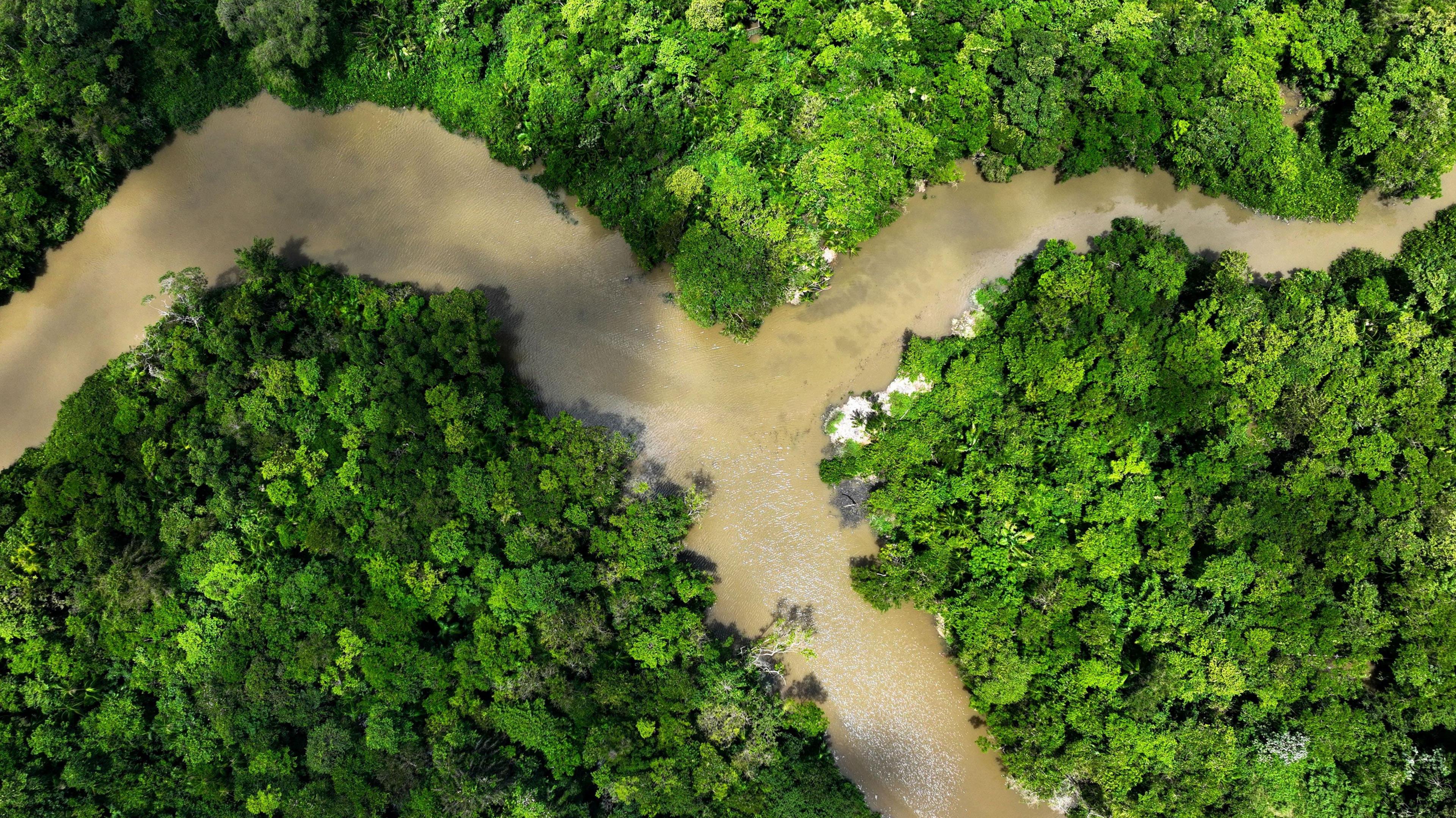 Drone shot of Amazon rainforest with river splitting three ways