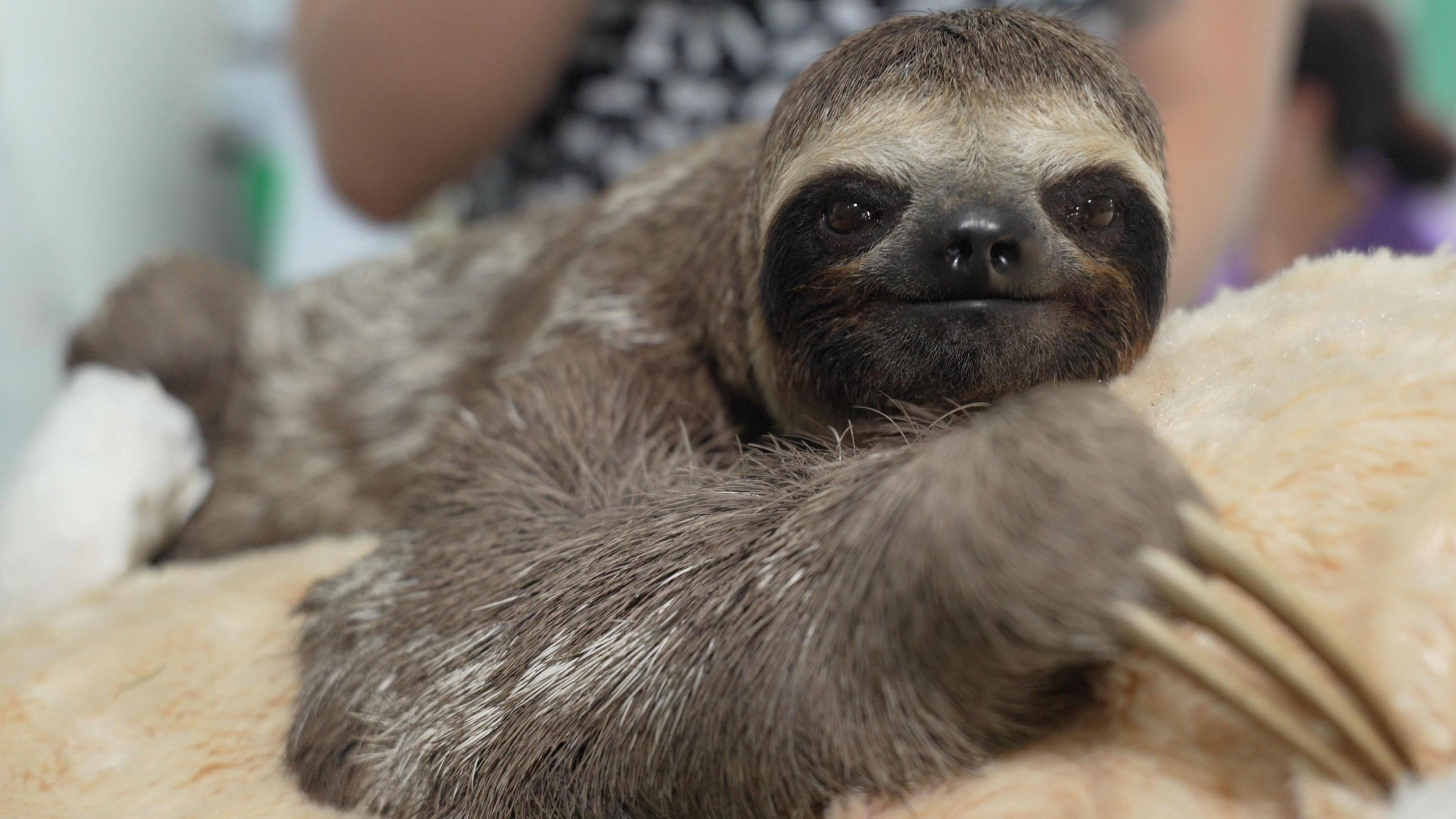 A sloth looks directly into the camera, with three long claws on one paw visible in the foreground