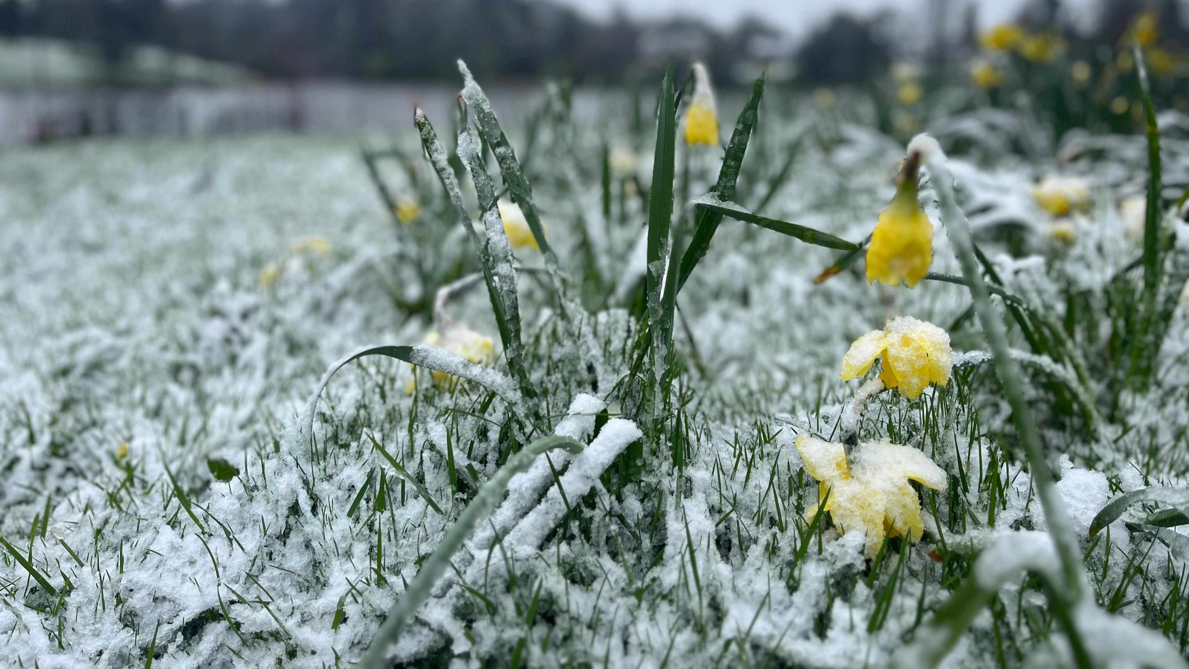 Snow and ice on daffodils in a park in Dungannon. The grass is covered in a thin layer of snow. Trees are out of focus in the background and the sky is grey.