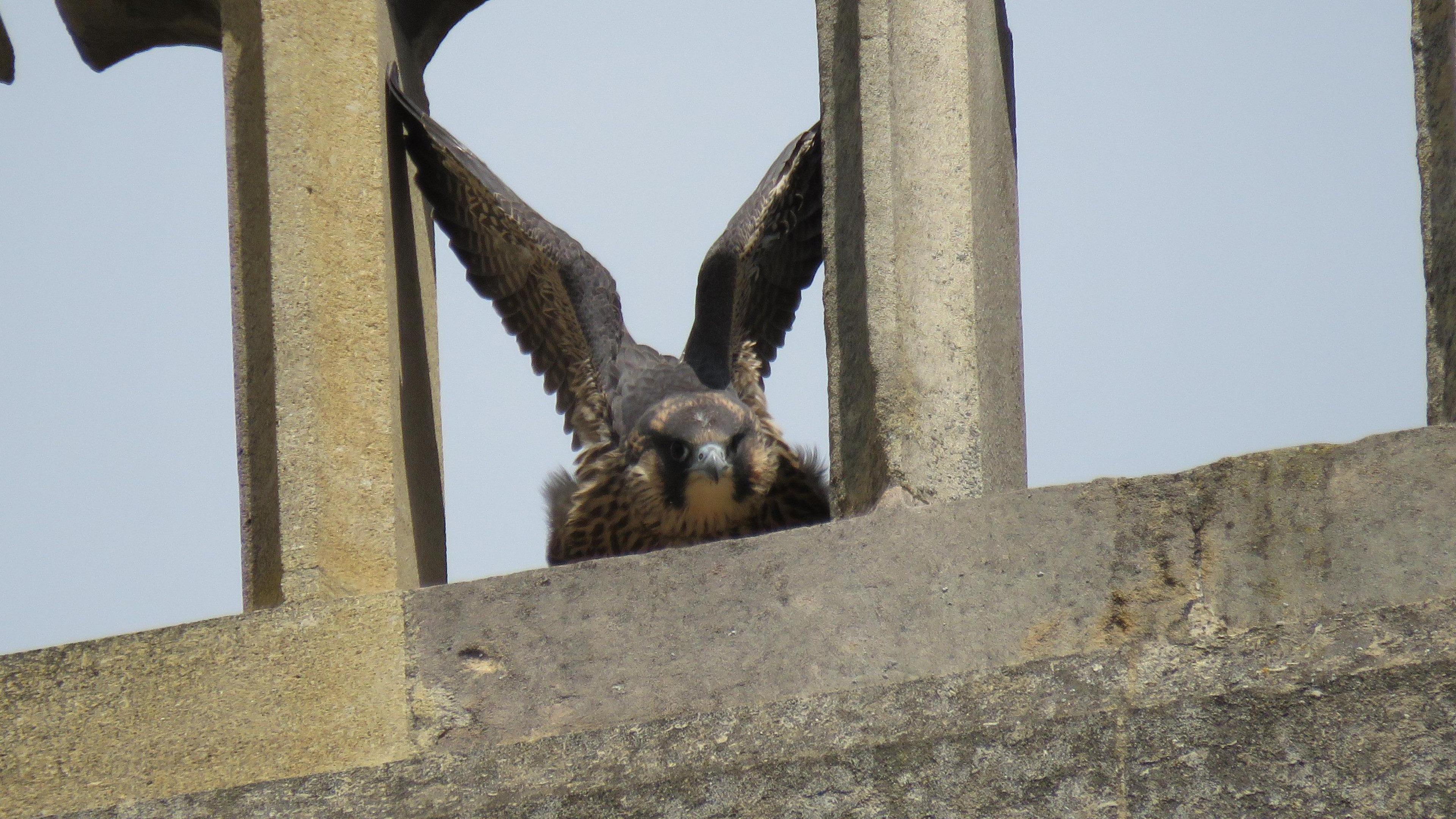 A peregrine falcon spreading its wings 