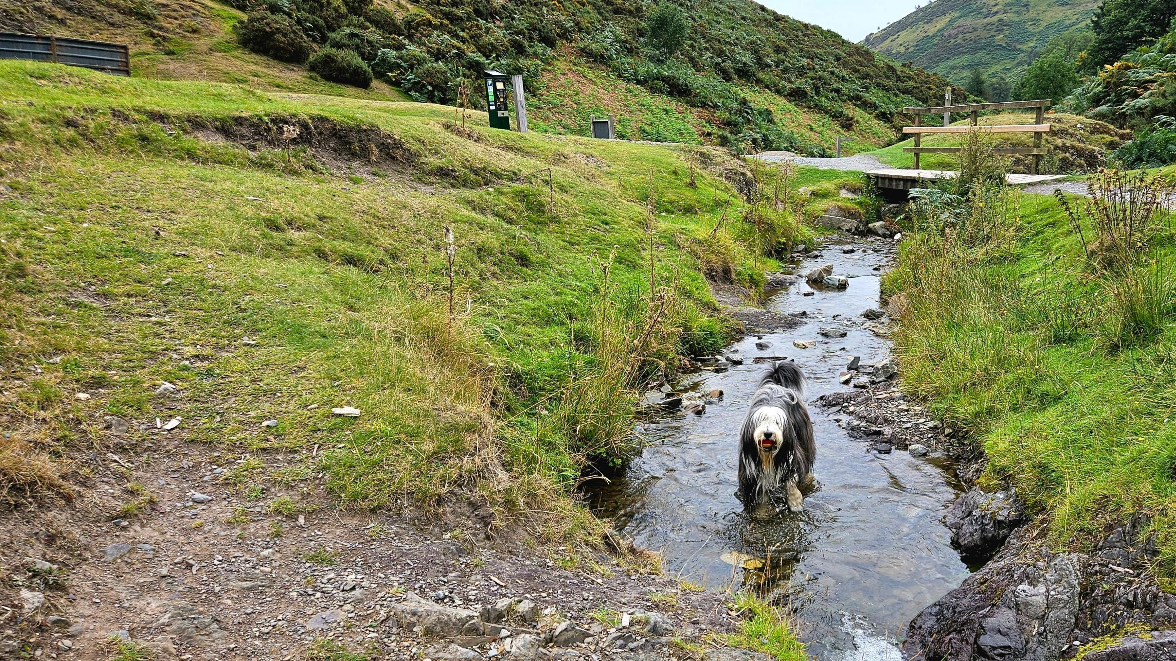 An Old English Sheepdog in a stream next to a stony path, with a wooden bridge and a car park machine in the distance.  