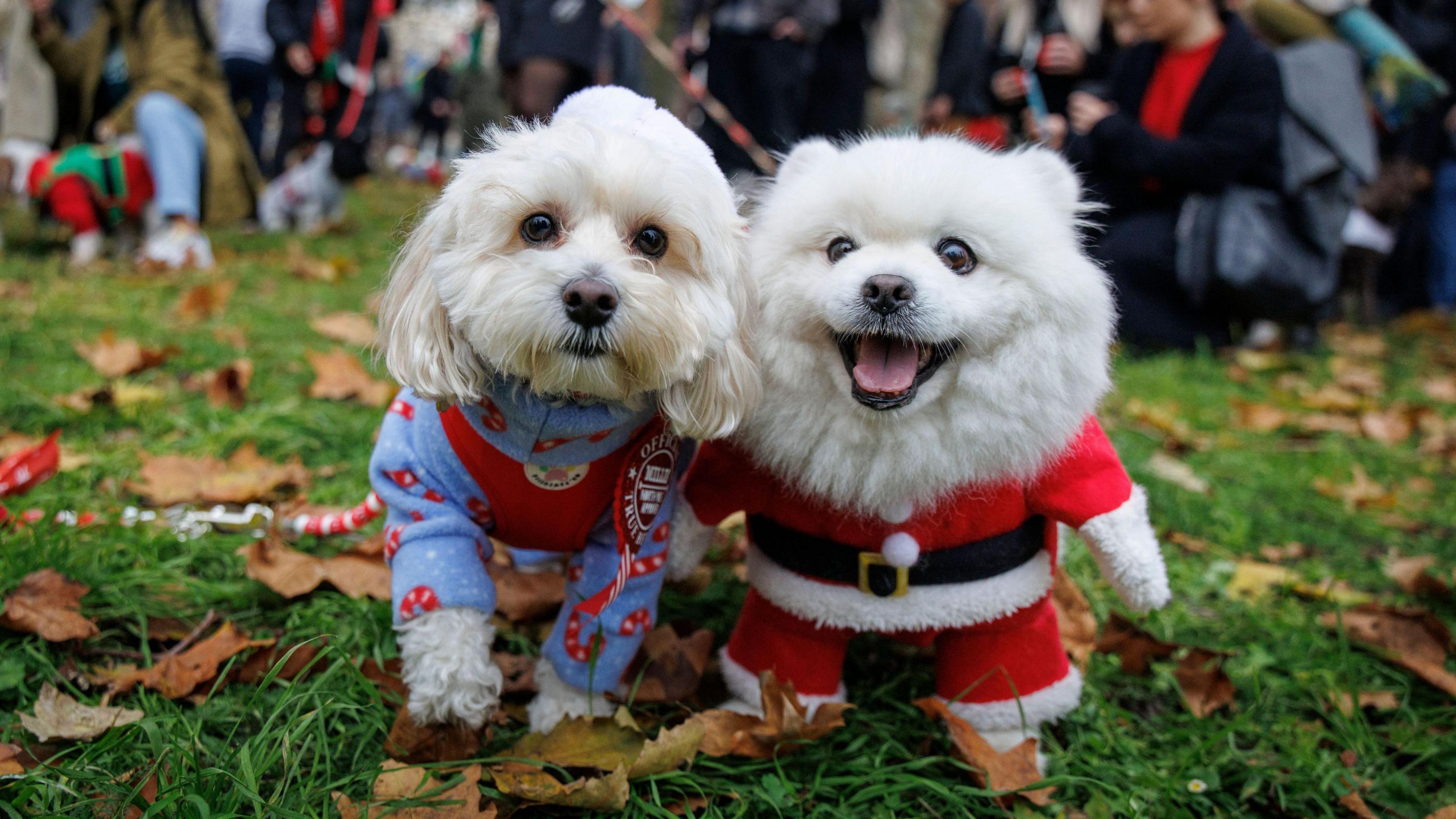 Two small white dogs wearing festive outfits, one dressed as Santa.