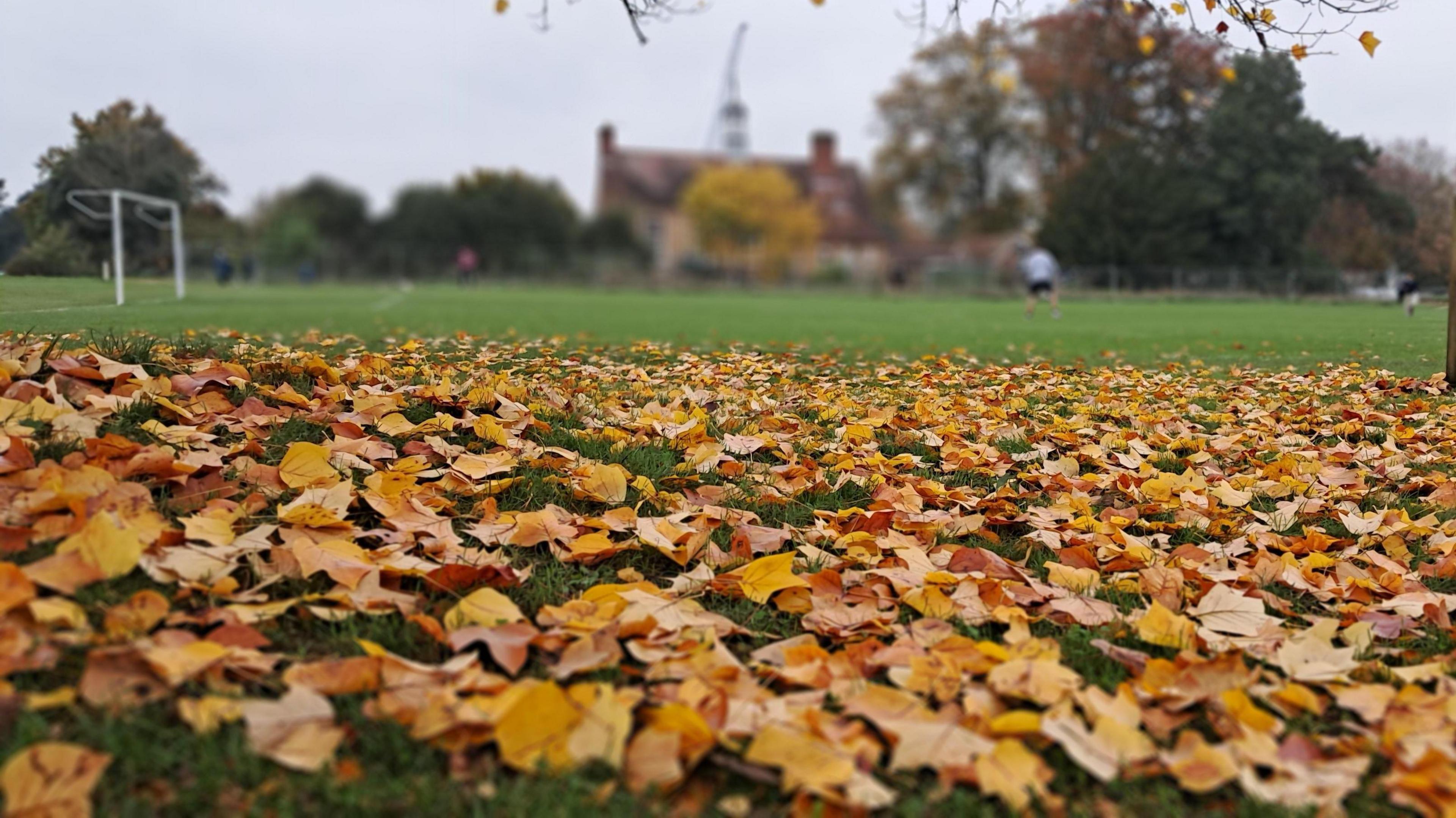 Fallen yellow leaves carpet the grass as a parent and child play football in the background. They are out of focus but you can see them and a goalmouth in the shot. In the distance are trees and a house.