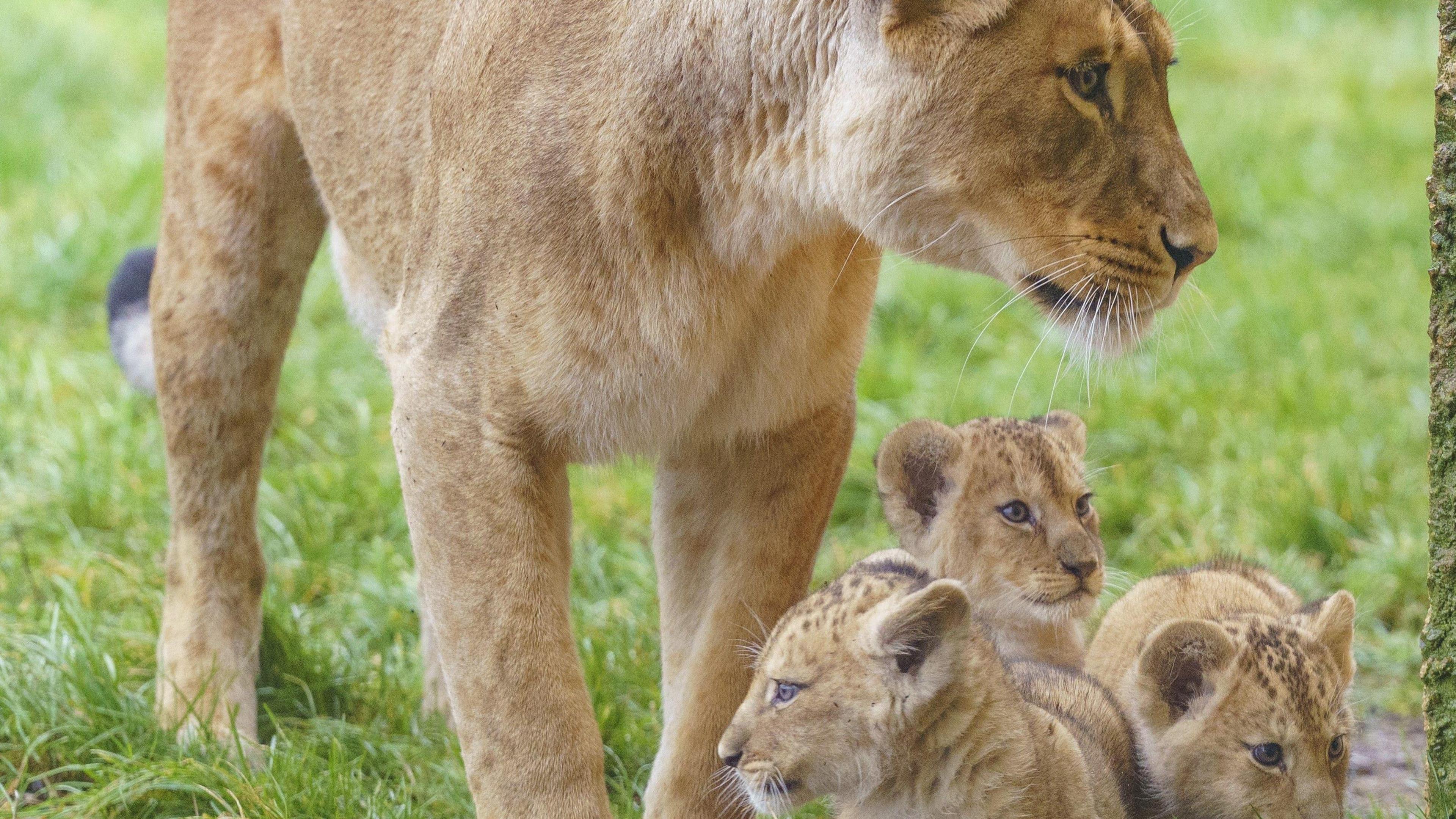 Three lion cubs together being watched over by their mother in a grassy paddock.