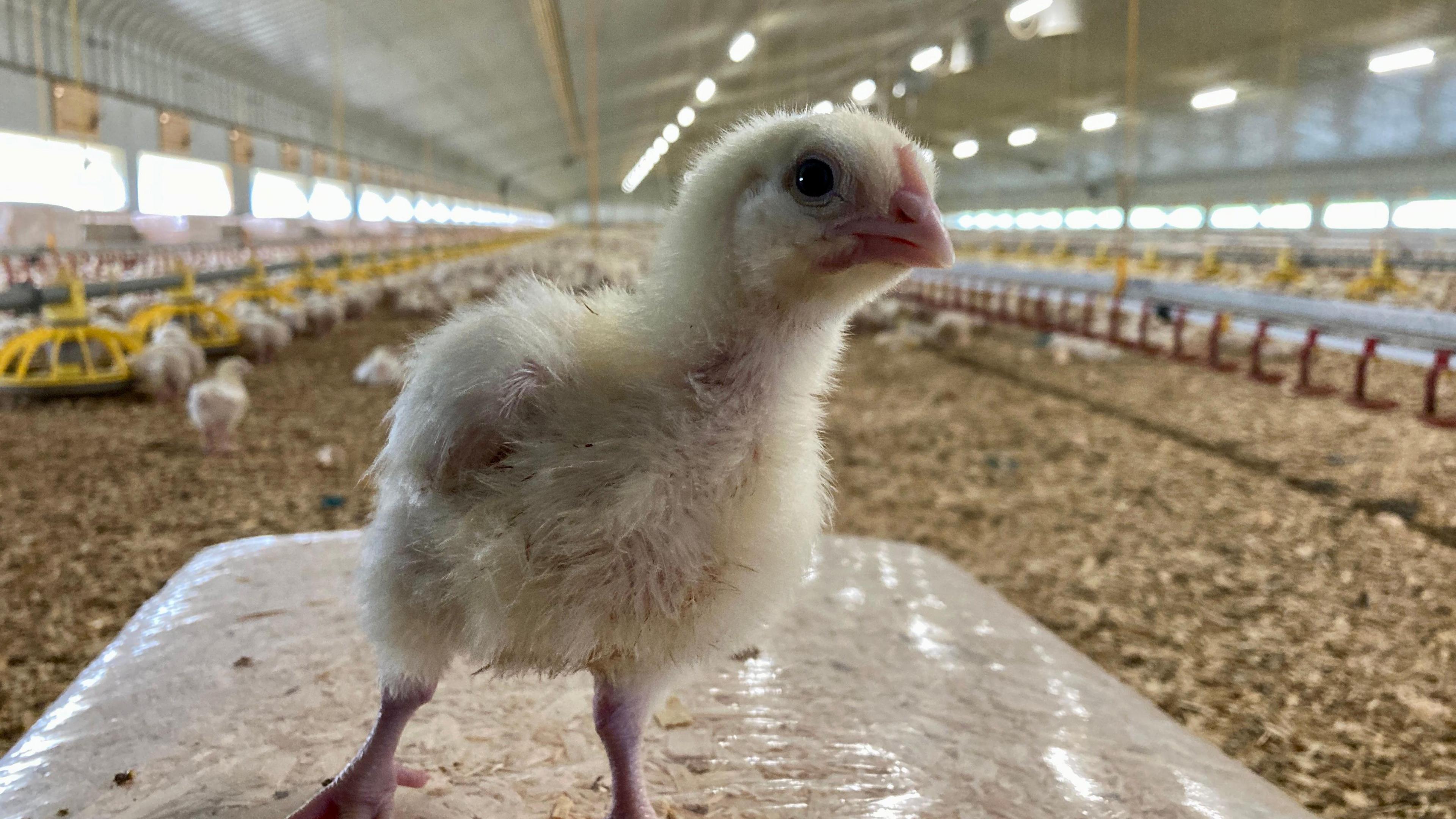 A small chick stood on a plastic bag containing sawdust. Behind the animal is a number of other chickens in a covered farmhouse. 