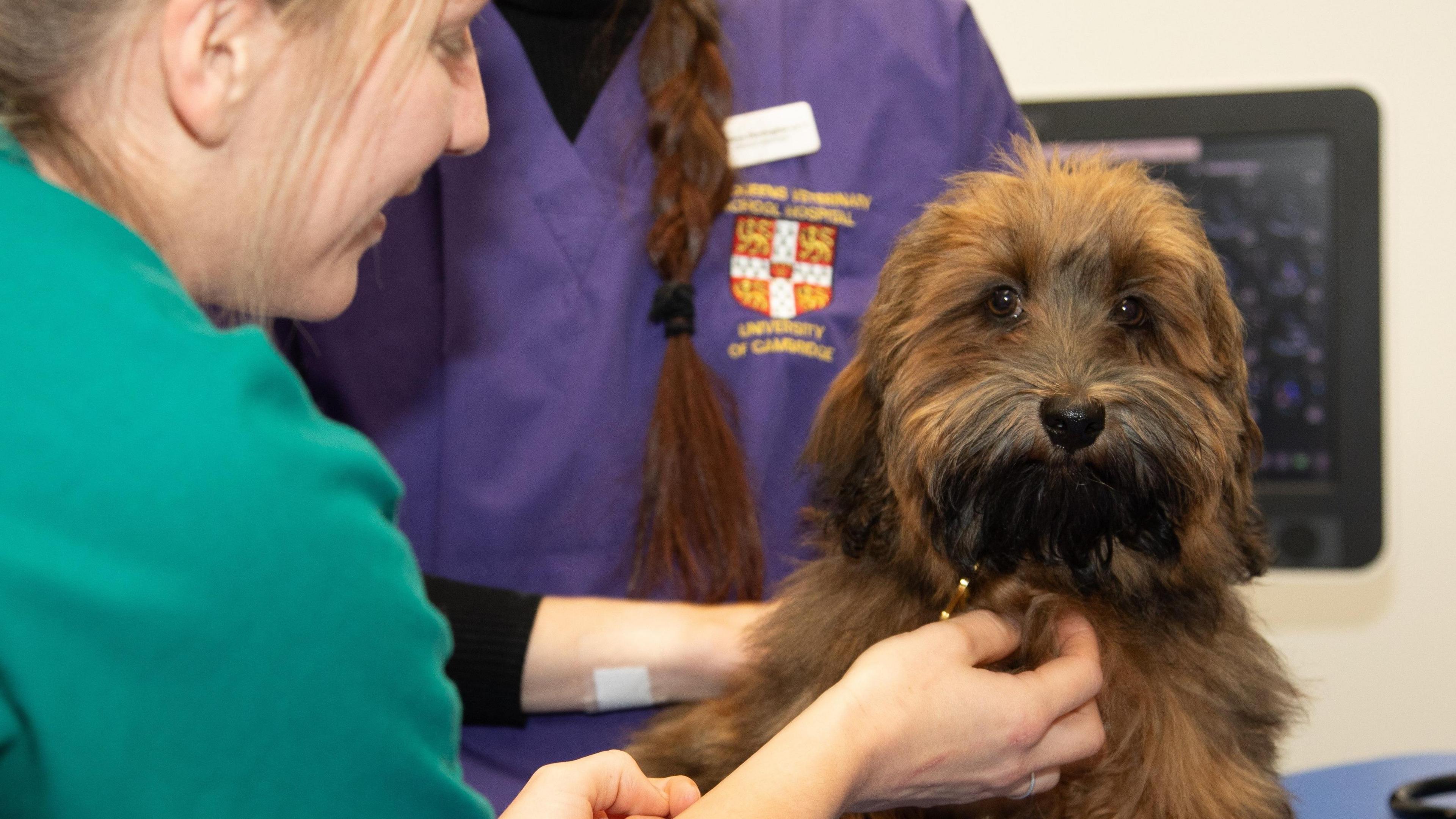 A close-up of a researcher with a brown long-haired dog, which is sitting on an examination table. The researcher is leaning towards the dog and stroking its chest. Another researcher, whose face is not in shot, is standing behind the dog.