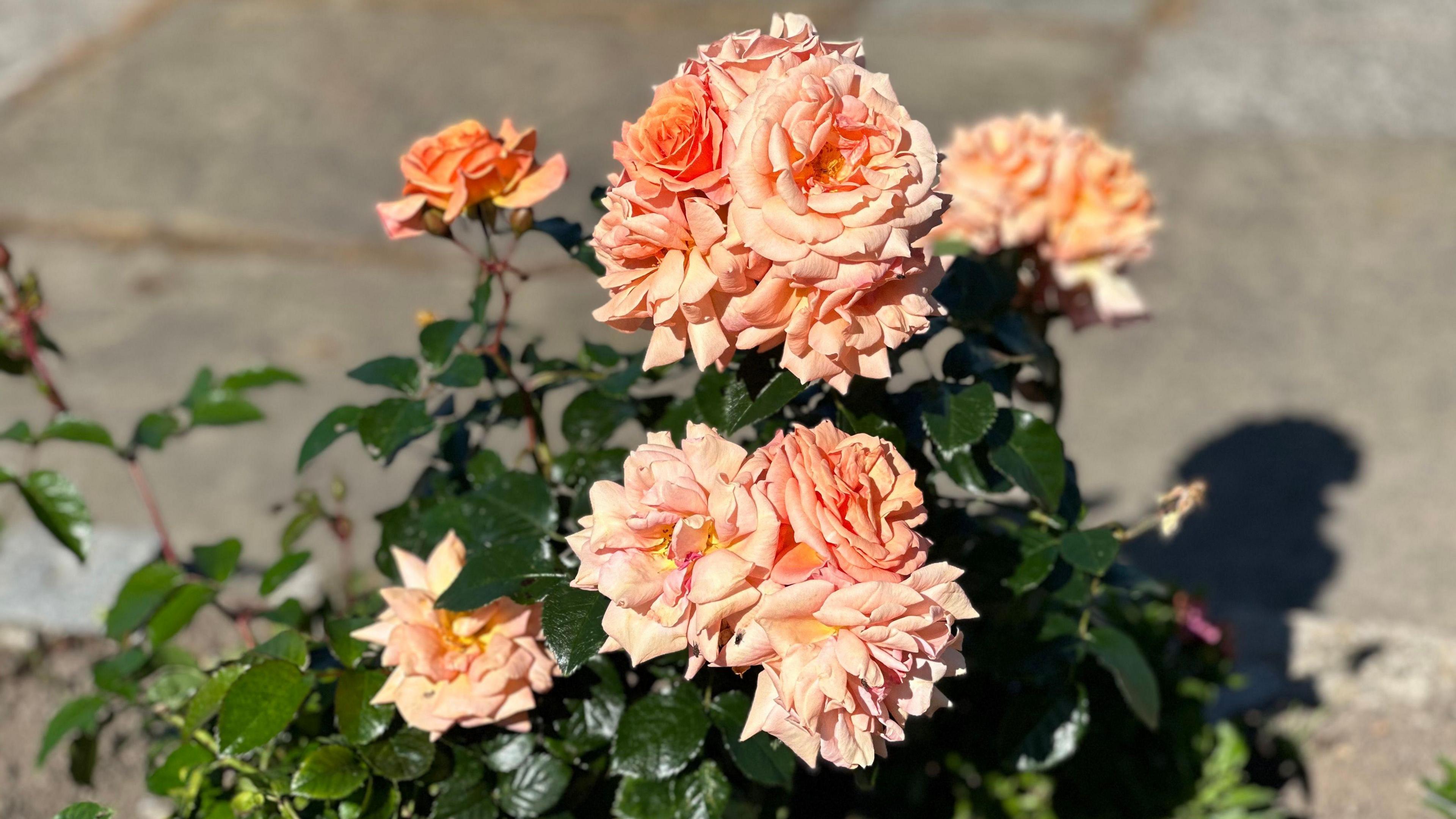 A rose bush with a cluster of orange flowers and dark green leaves.