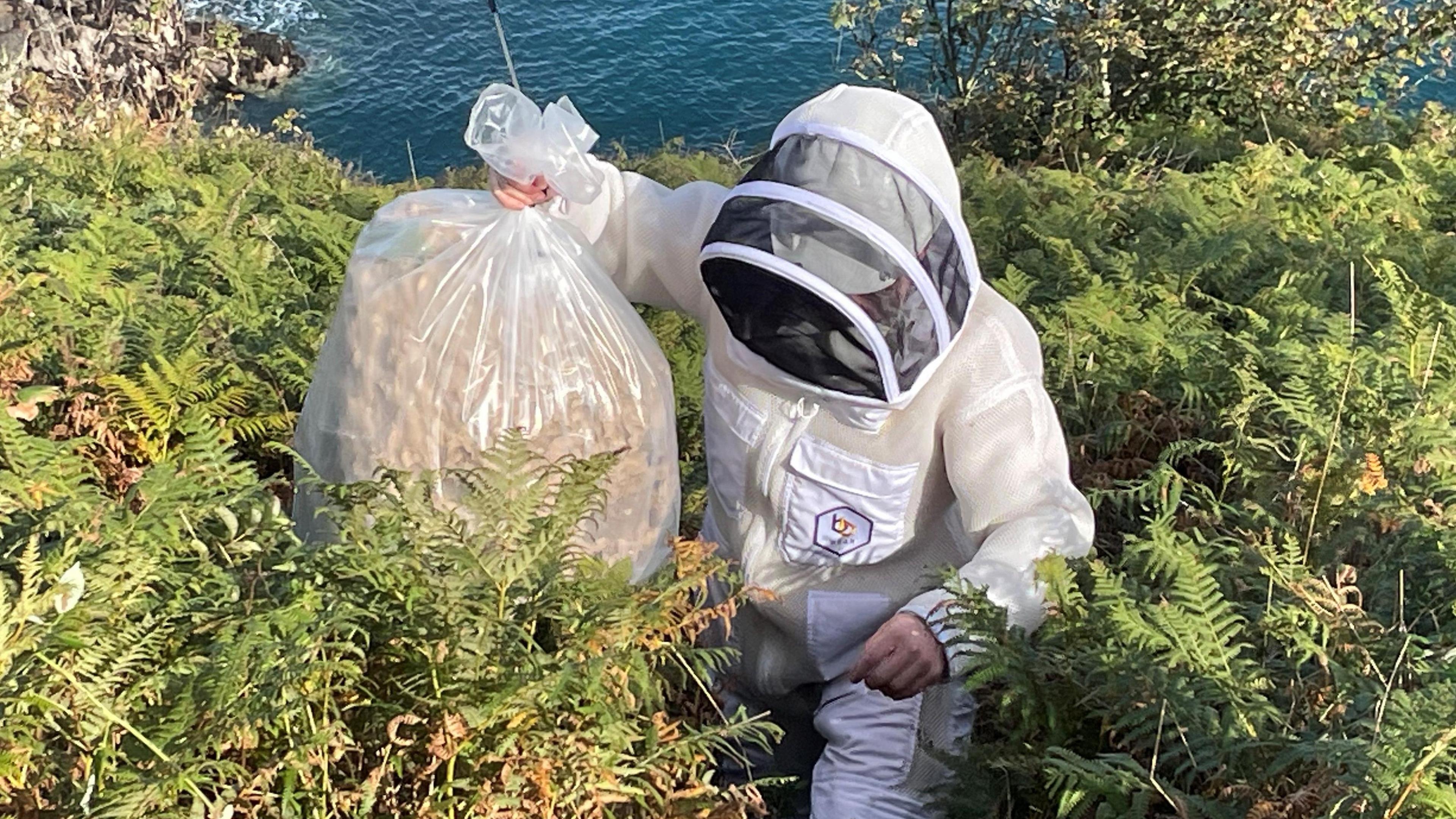 A man in full protective gear walks through shrubs holding a clear bag with a large nest inside. 