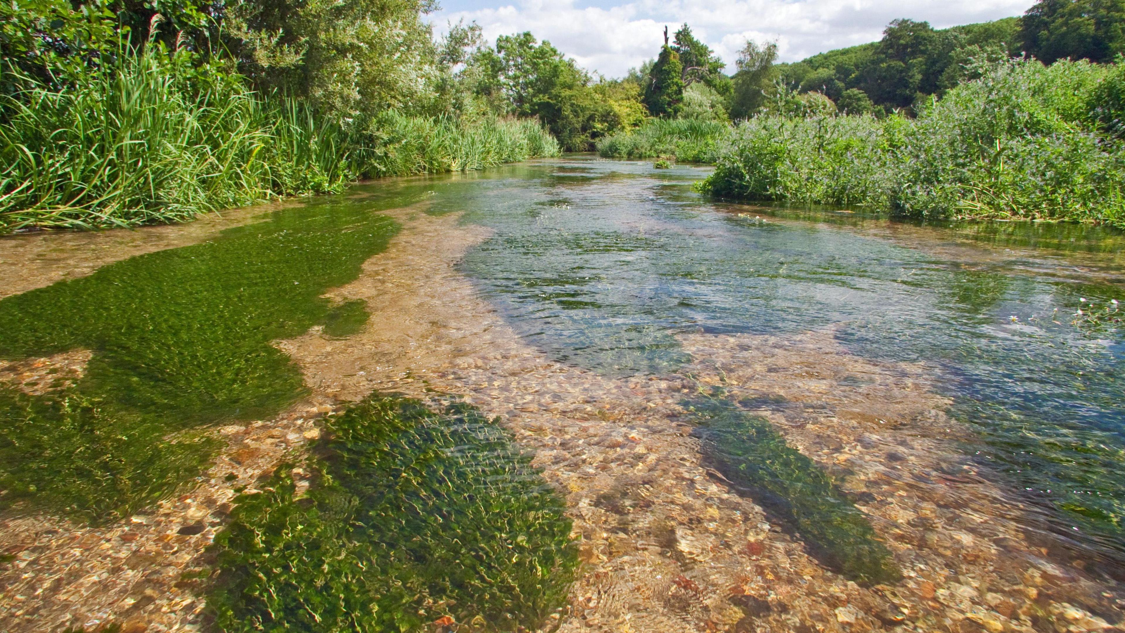 The river Chess at Latimer pictured on a sunny day. The water flows calmly through greenery. 