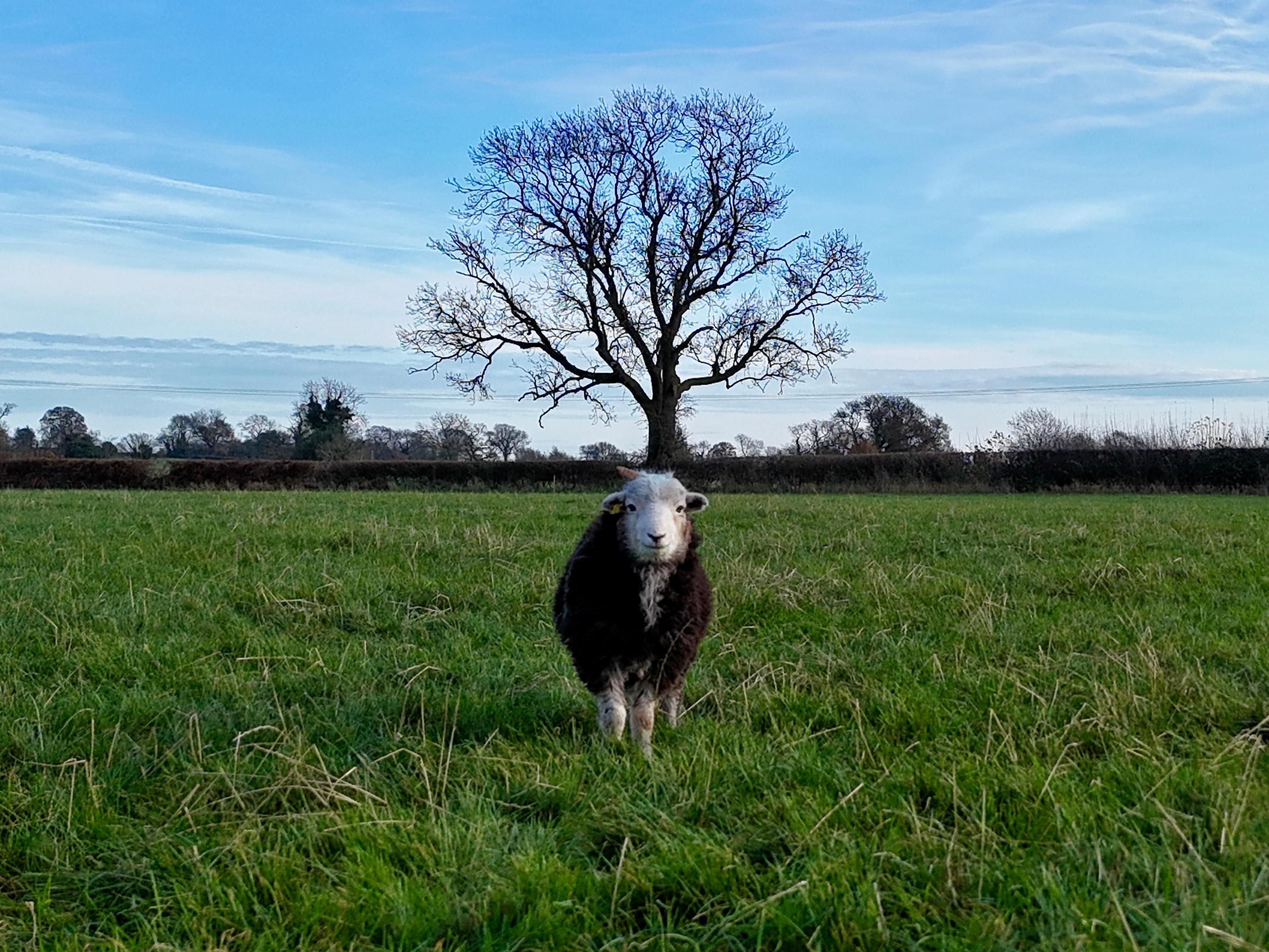 A solitary black sheep with a white face stands face-on to the camera in a field of grass. Behind it, a tree, bare of leaves, stands against a blue sky with wispy white clouds. 