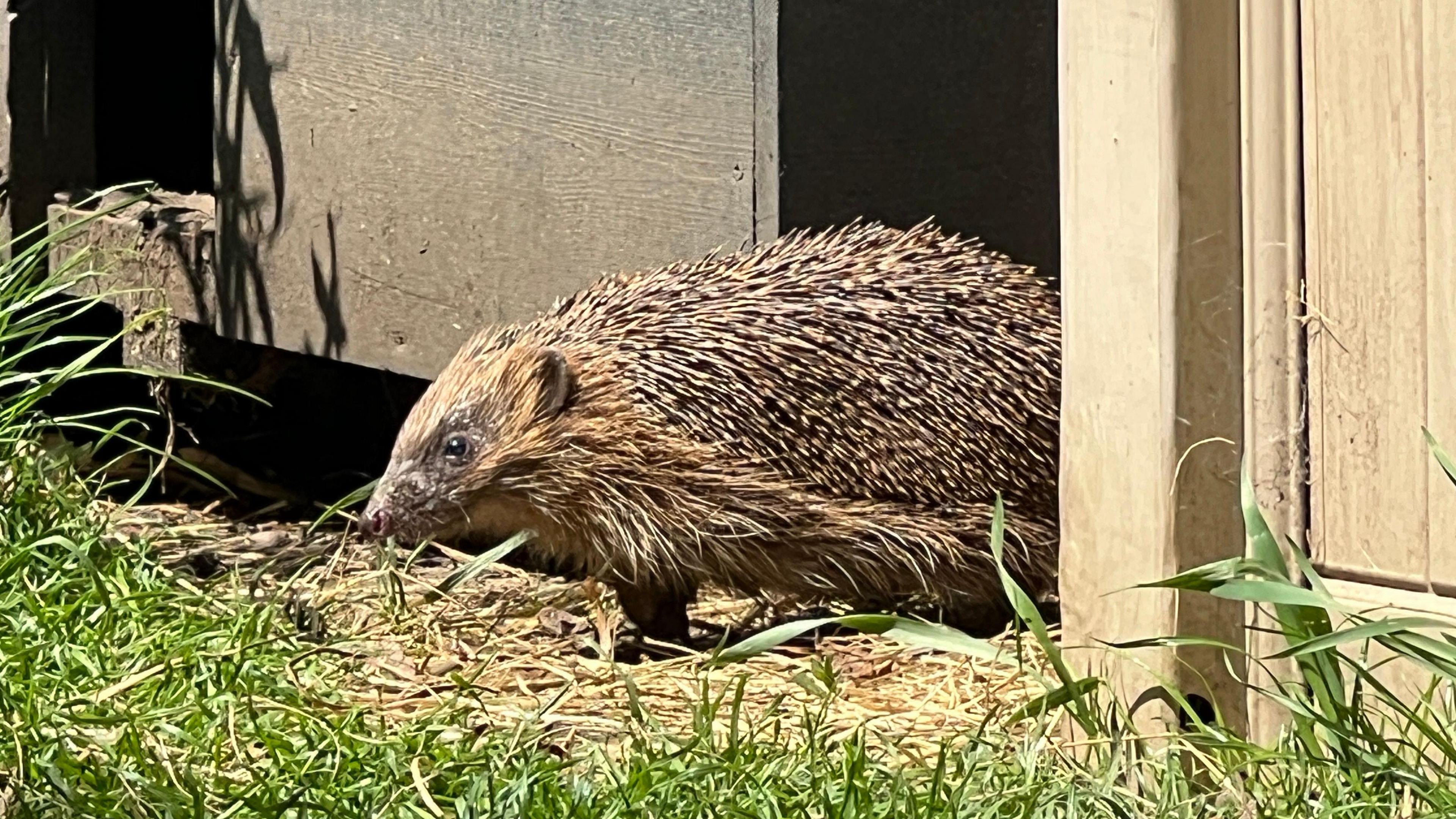 Hedgehog squeezing under garden fence