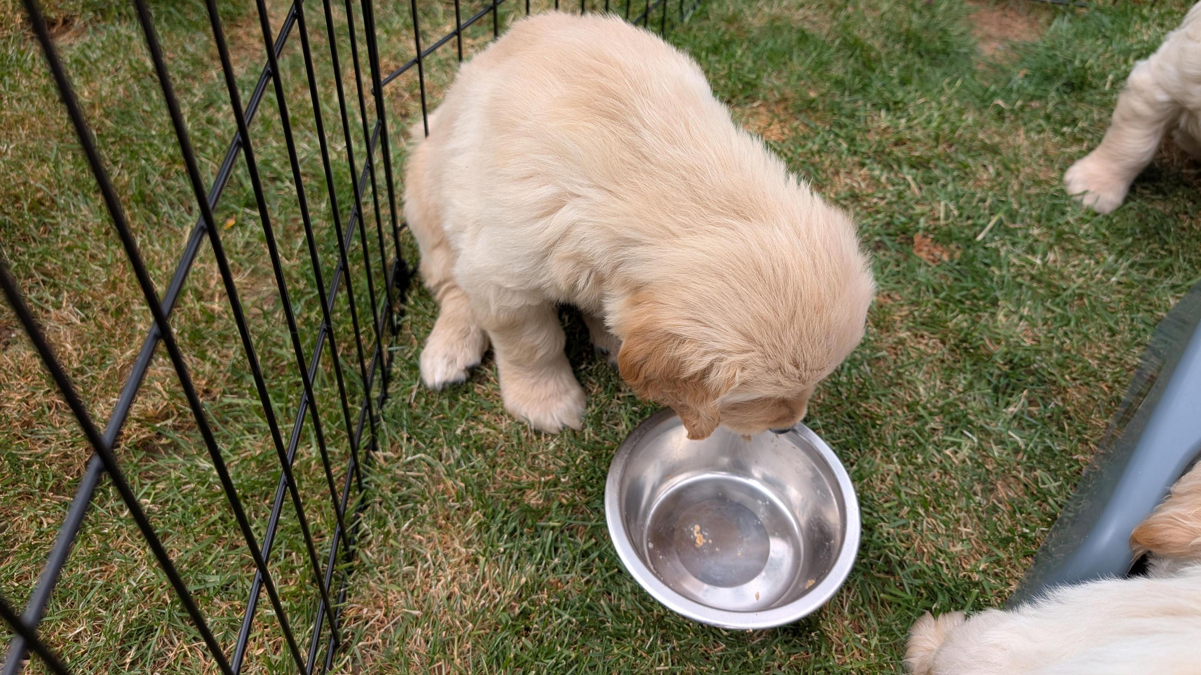 Three golden retriever puppies in an outside enclosure. One of them is looking down at an empty dog bowl. Only the tail and the legs of the others are visible.