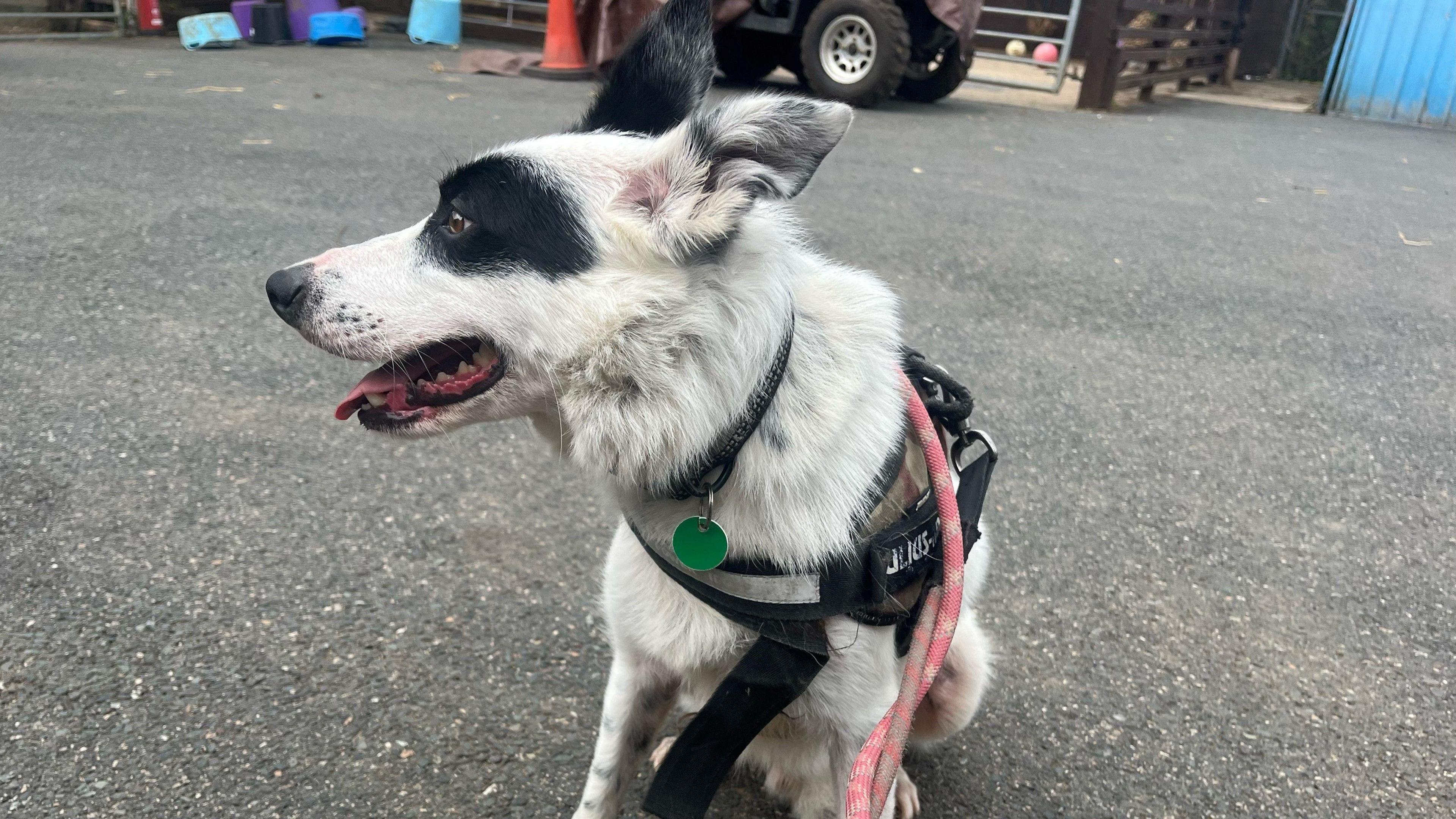 White dog with black eye patches standing in a car park